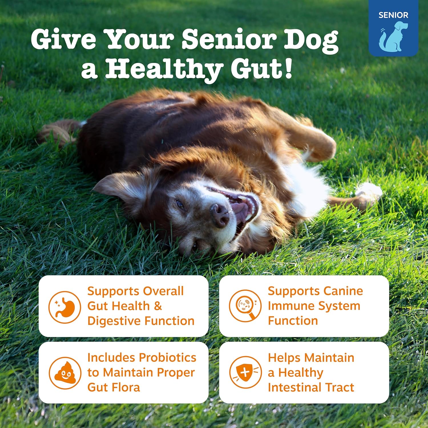 Zesty Paws Probiotics for Dogs - Digestive Enzymes for Gut Flora, Digestive Health, Diarrhea & Bowel Support - Clinically Studied DE111 - Dog Supplement Soft Chew for Pet Immune System - Pumpkin, 90ct
