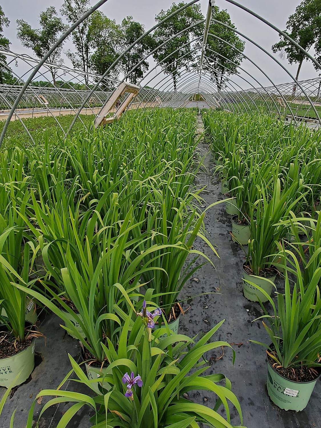 Iris versicolor (Northern Blue Flag Iris) Perennial, blue flowers, 1 - Size Container