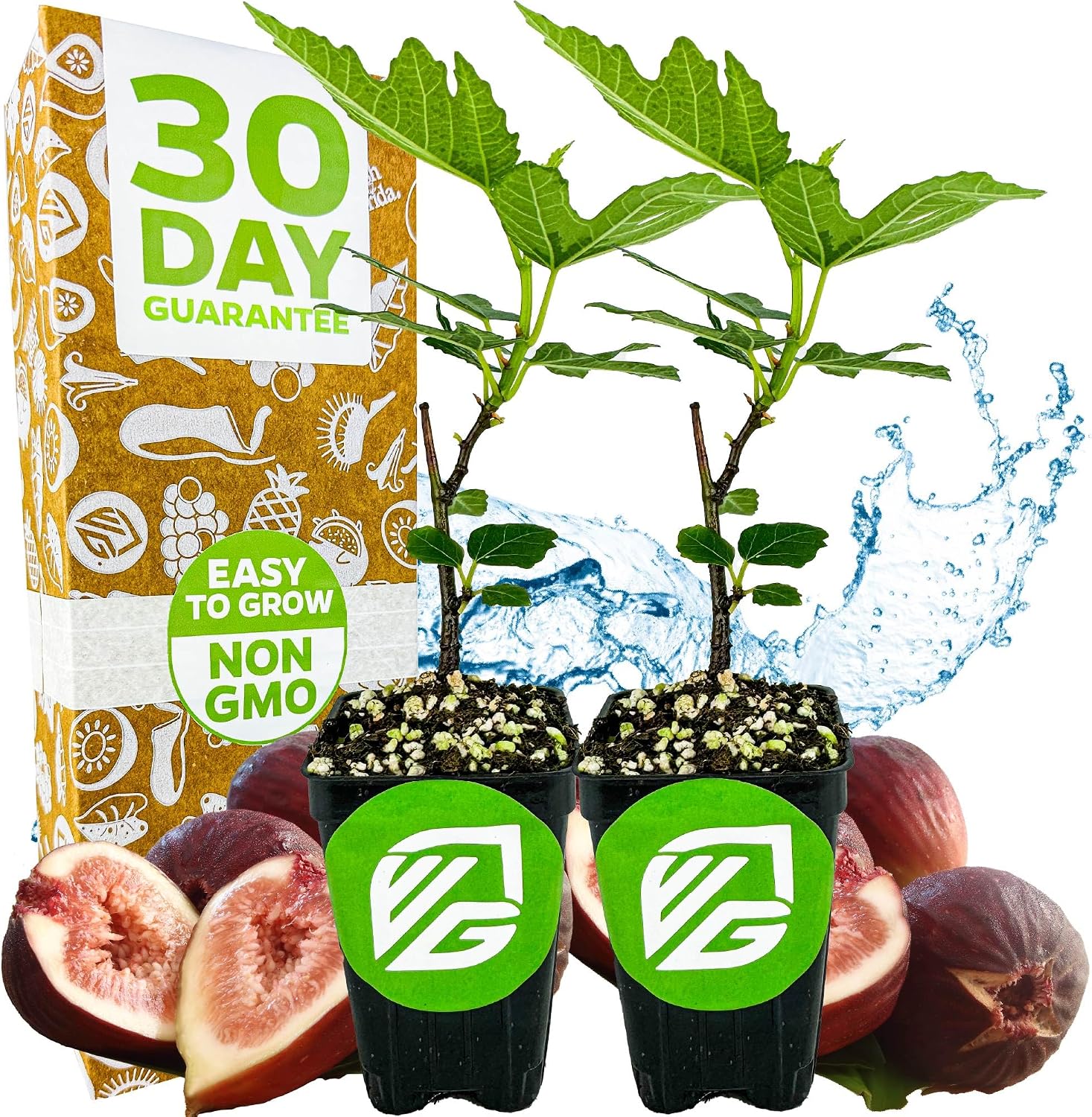 Beer's Black Fig Tree (Dwarf Habit) Live Plant - Ficus carica 'Beer's Black' - Wellspring Gardens - Cold-Hardy Fig, Dwarf Fig Tree, Compact Fig Plant - Fruit Bearing Starter Tree