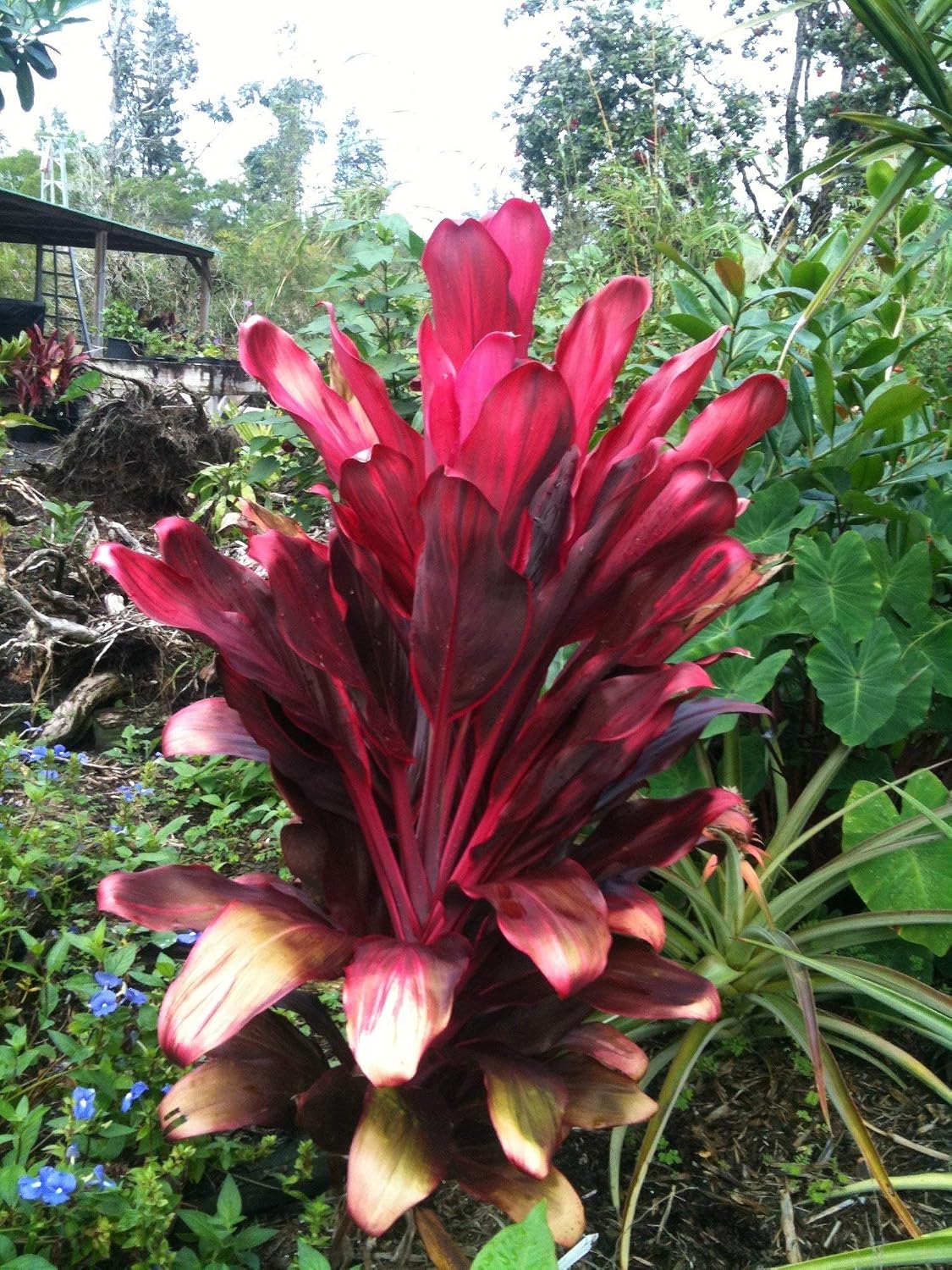 HAWAIIAN TI PLANT LOGS RED and GREEN ~ GROW HAWAII