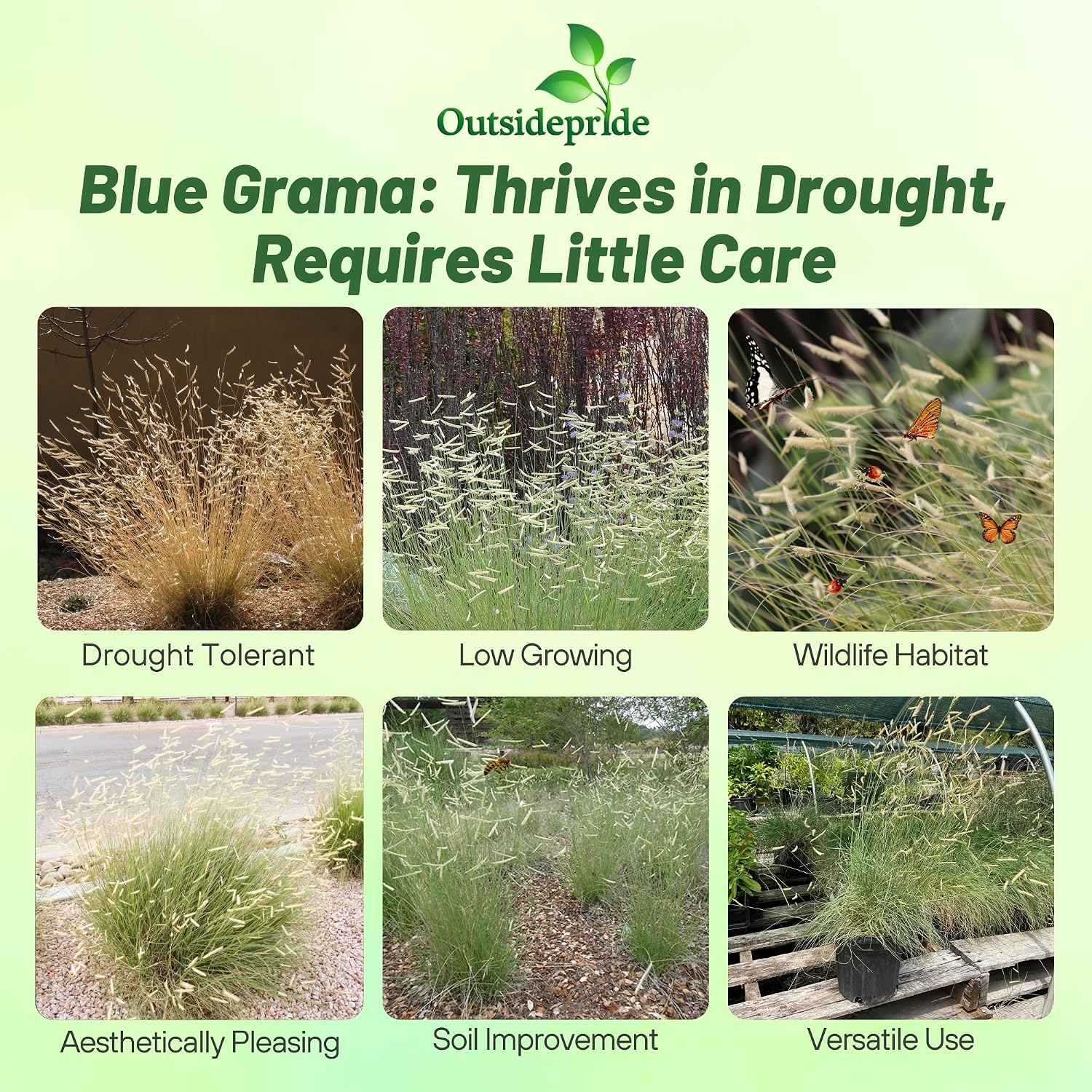 Outsidepride Blue Grama Native Grass Seed - 1 lb. Perennial, Drought Tolerant & Low Maintenance, Pasture Seeds for Planting Densely Tufted Leaves