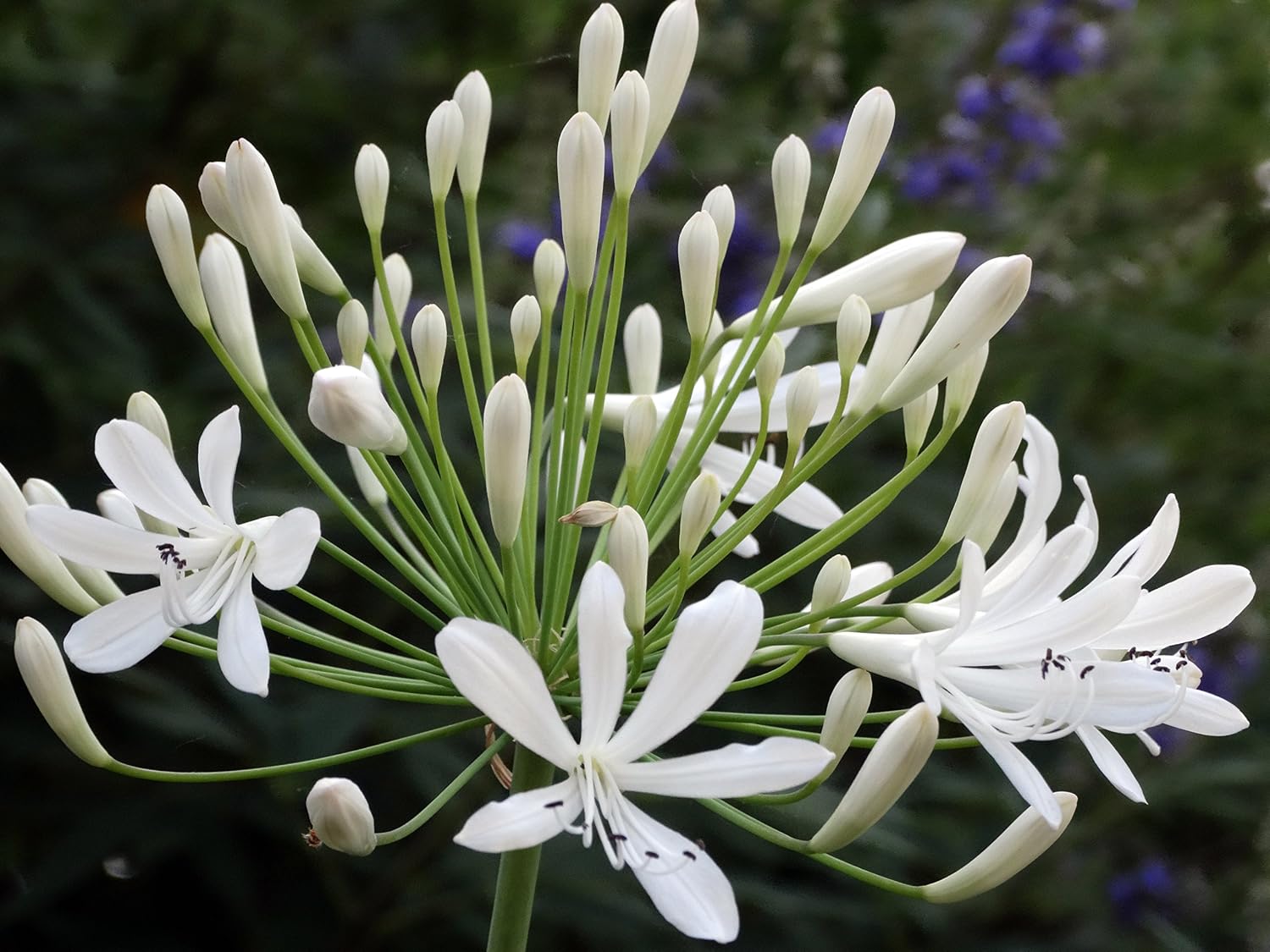 Agapanthus Getty White - 3 Live Plants - Blooming Groundcover Grass