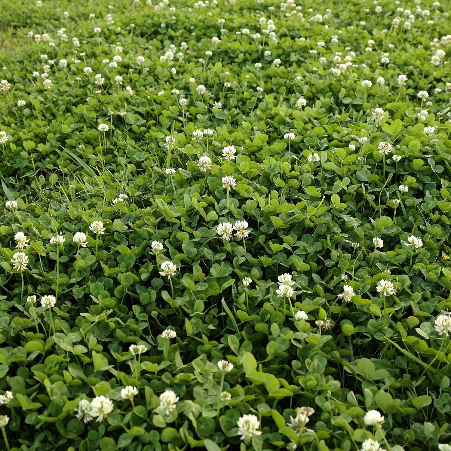 Outsidepride Perennial White Dutch Clover Seed - 5 lbs. Nitrocoated, Inoculated for Lawn Alternative, Erosion Control, Food Plots, Ground Cover, & Pasture Mixtures in USDA Zones 3-10