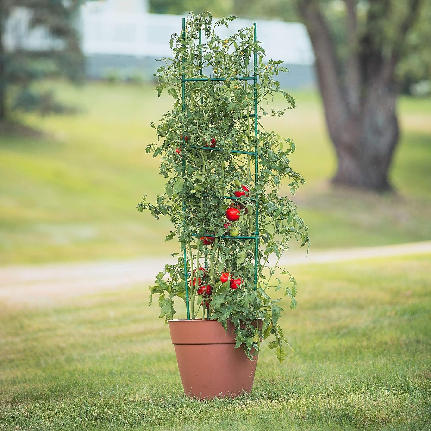 Gardener's Blue Ribbon 3-Pack Ultomato Tomato Plant Cage, Black, Model Number: TMC3PACK