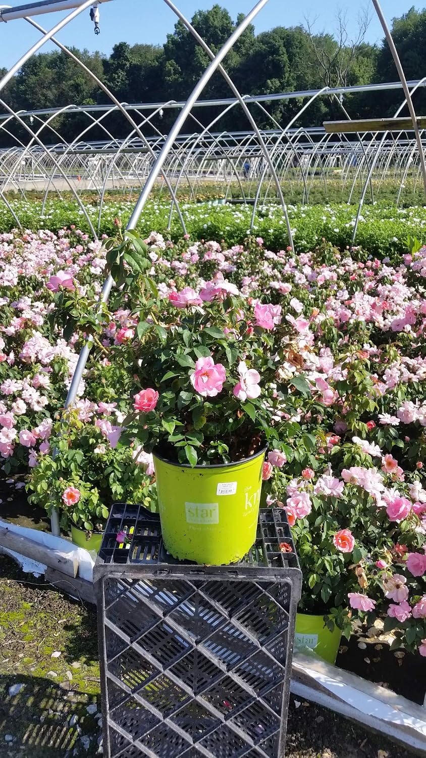 Green Promise Farms Rosa `Double Knock Out` (Reblooming) Rose, 3 Size Container, pink flower
