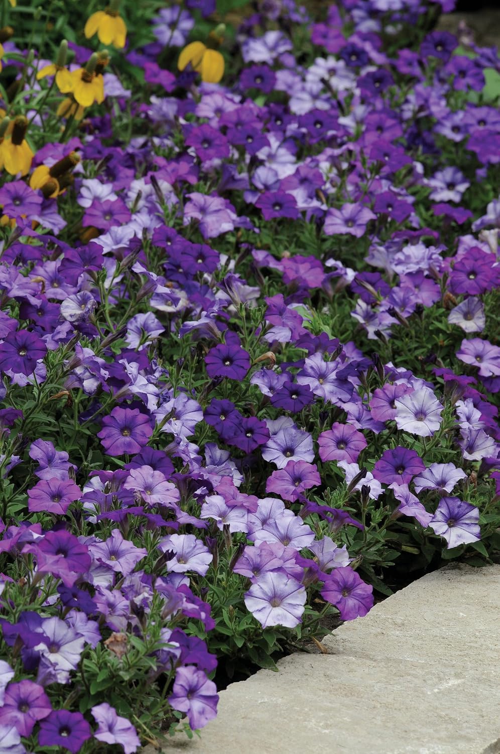 Burpee Shock Wave Denim Petunia Seeds 10 seeds