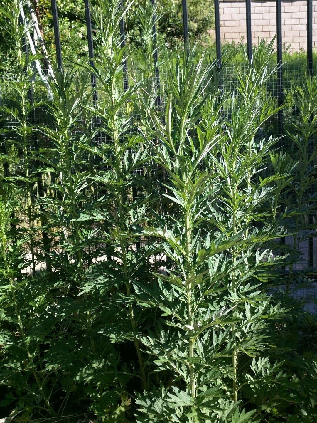 Live Plant Mugwort / Artemisia Argyi / Silvery Wormwood Herb 艾草 Ngải cứu