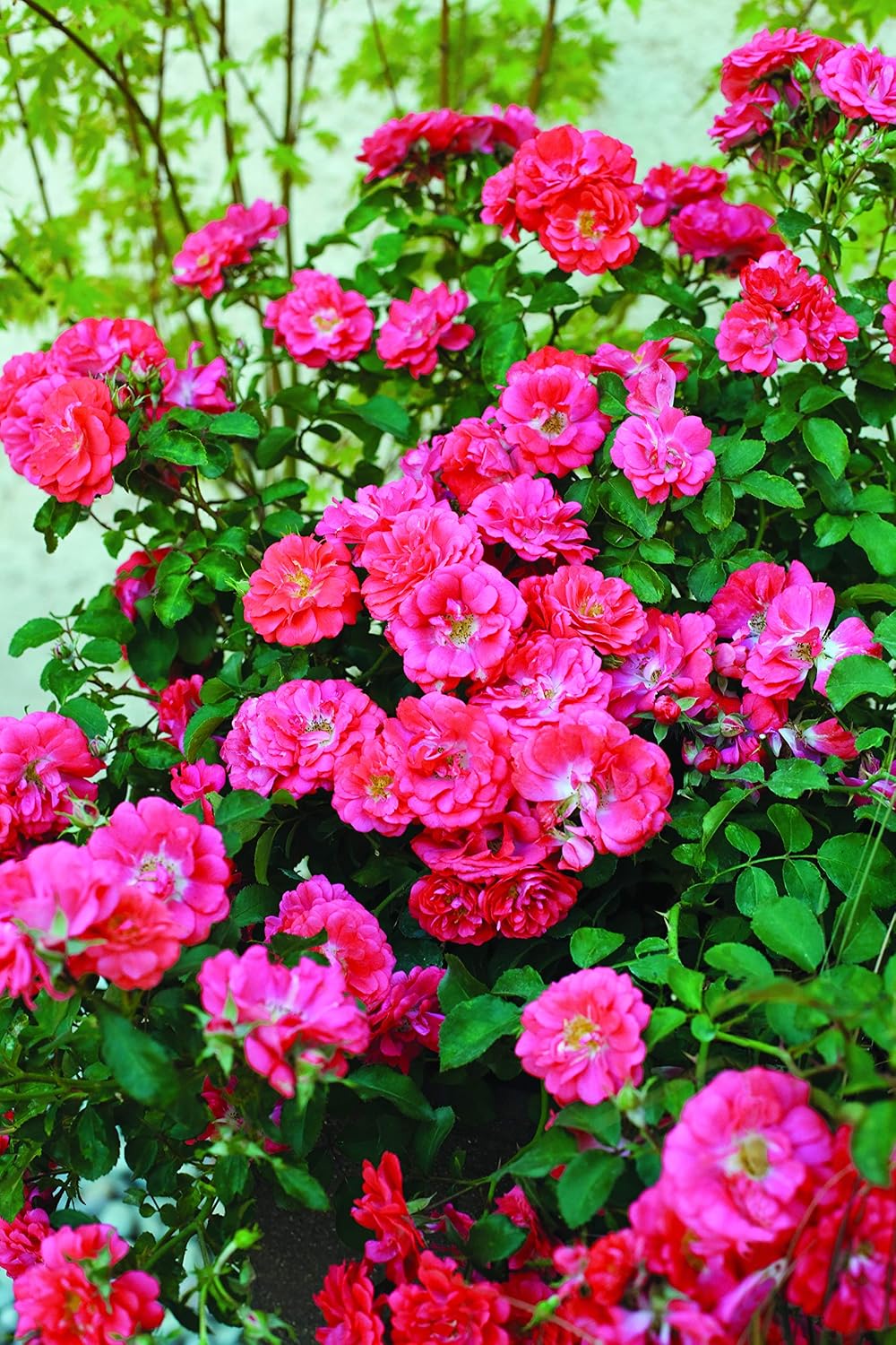 Drift Roses - Rosa Peach Drift (Rose) Rose, double peach flowers, #2 - Size Container