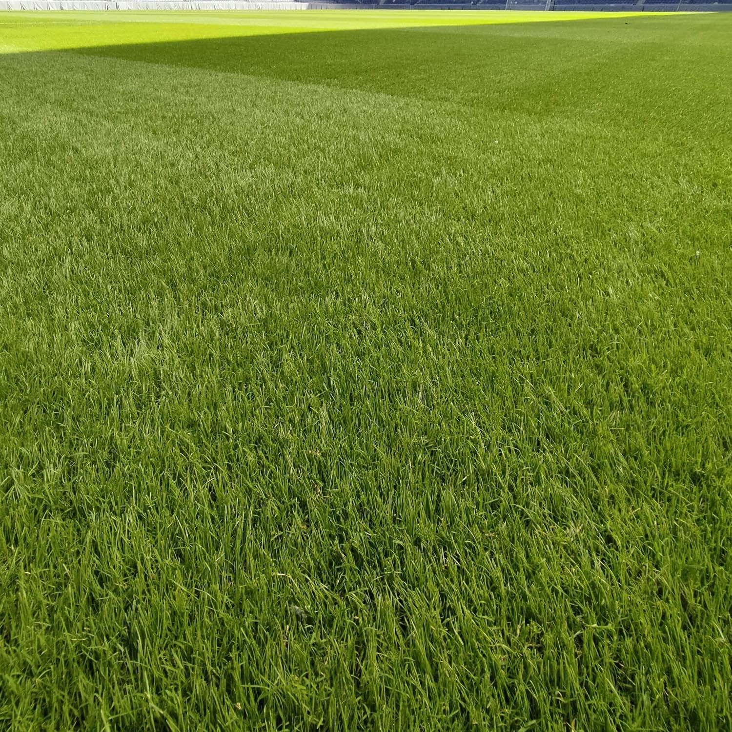 Outsidepride Full House Bermuda Grass Seed Mix - 2 lbs. Premium Warm Season Turf Blend of Traffic & Drought-Tolerant Monaco & Hollywood Bermuda