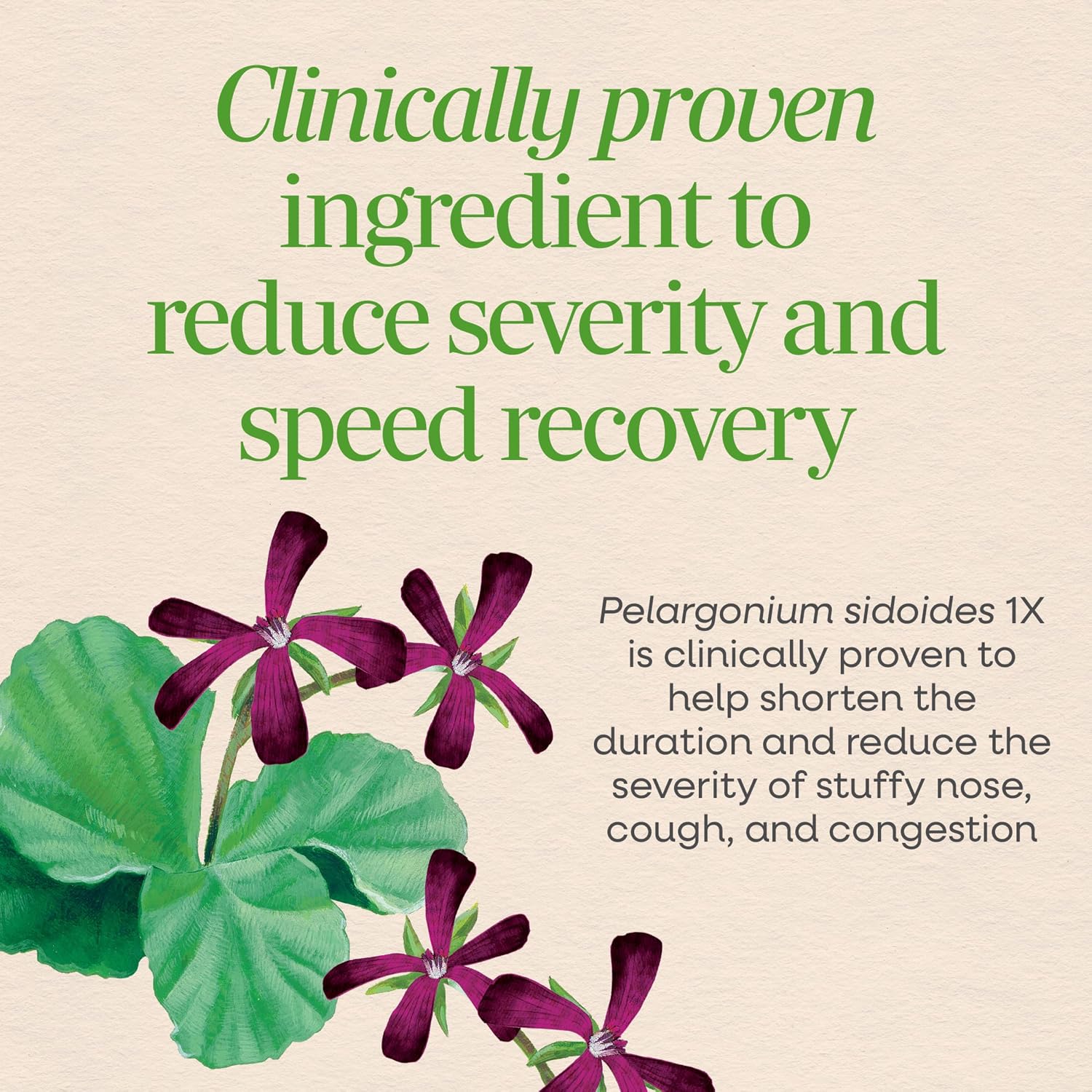 Nature's Way Umcka Allergy & Sinus Relief Chewables, Cherry, 20 ct | Non-Drowsy, Homeopathic, Allergy Relief for Sinus Pressure, Congestion