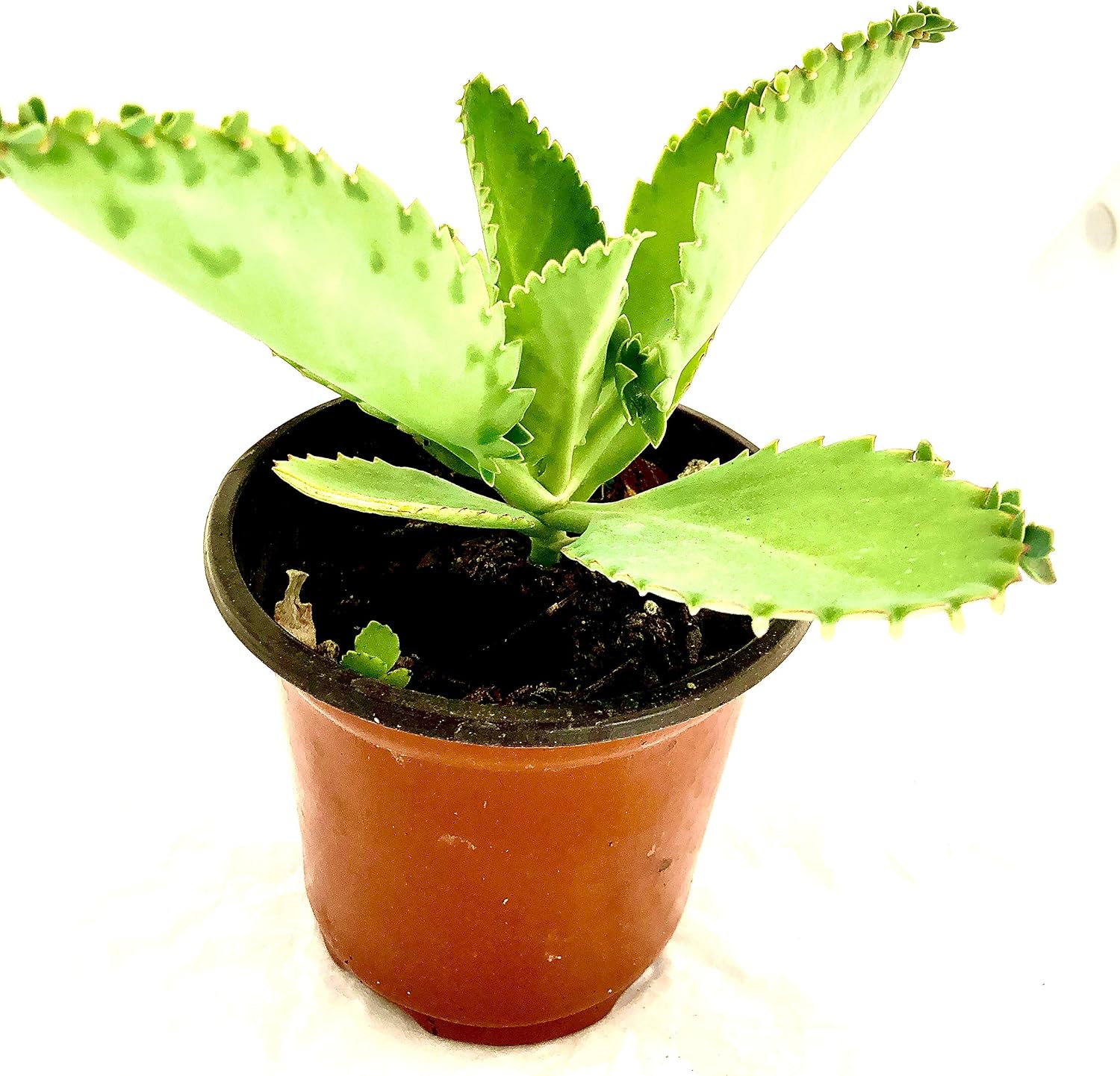 Mother of Thousands-Kalanchoe Daigremontiana-Mexican Hat Live Plant