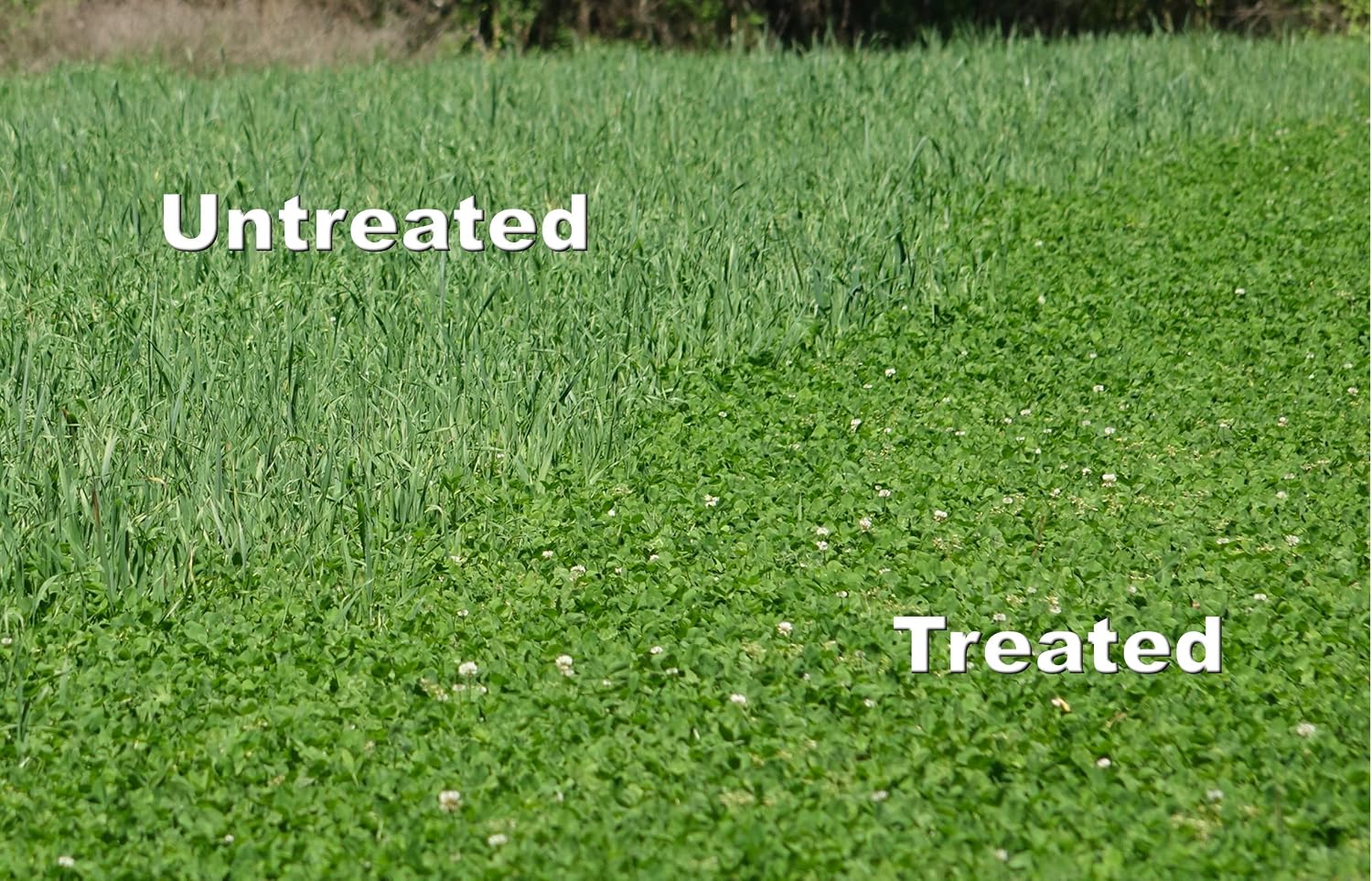 Whitetail Institute Arrest Max Selective Grass Control Herbicide Specifically Developed for Deer Food Plots, 1 Pint