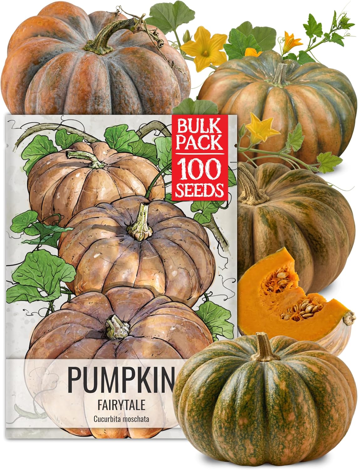 Seed Needs Pumpkin Seeds to Plant 100 Seeds Spooky Mix Non GMO Bulk Pack