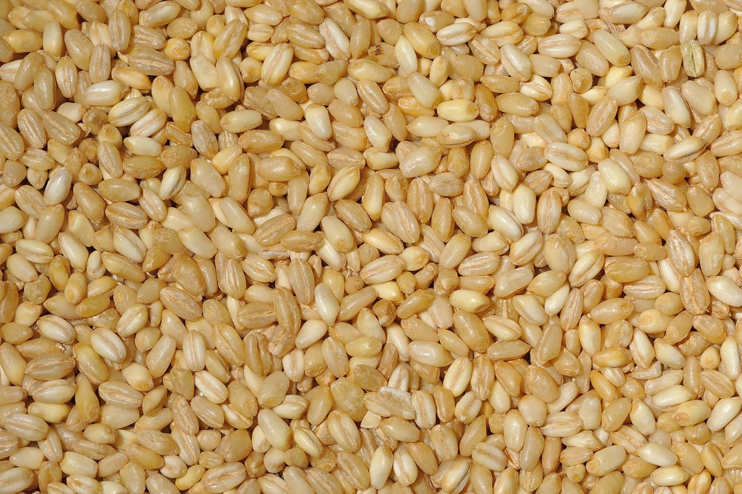 Pearled Wheat (ND), 4lbs (2 Pack)