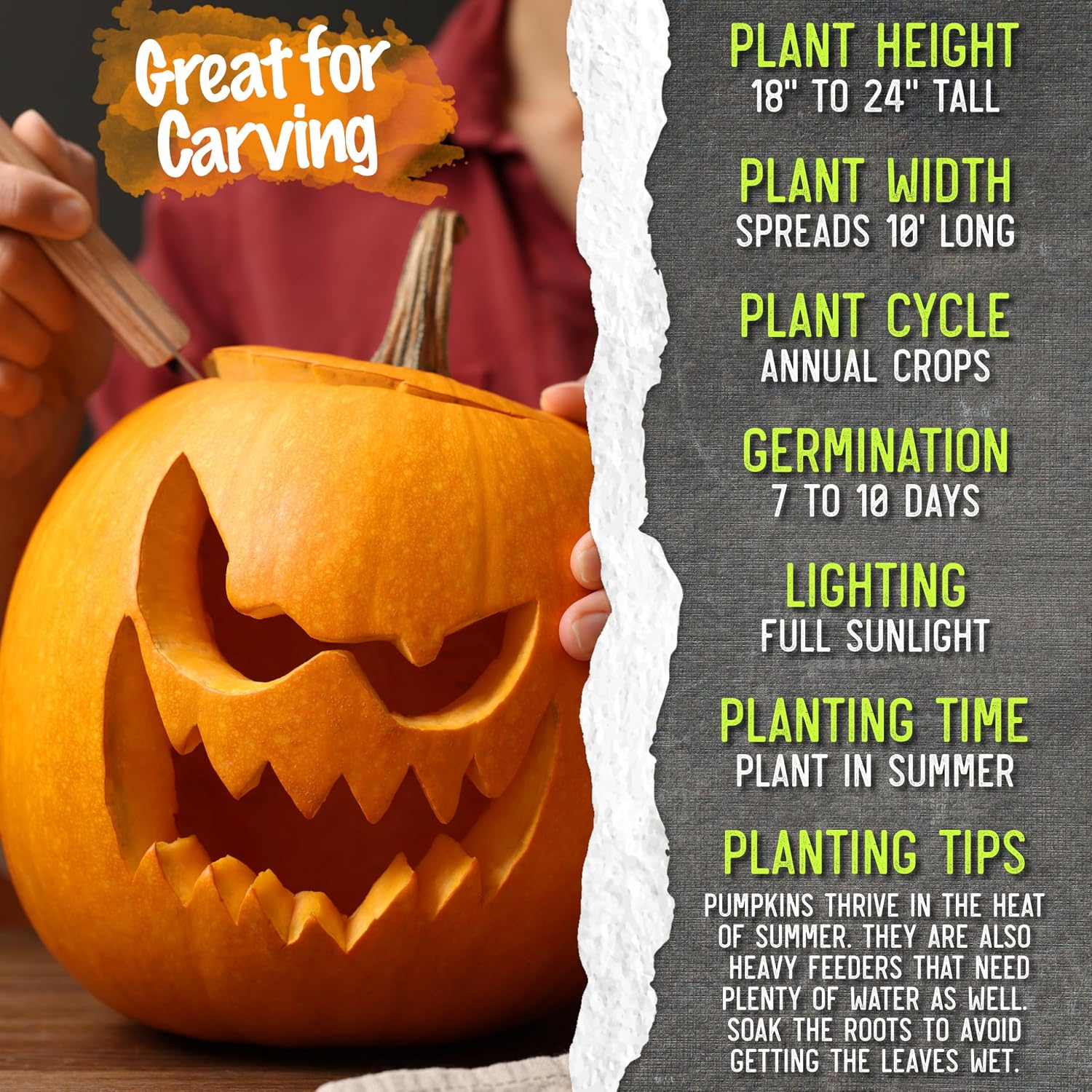 Seed Needs Pumpkin Seeds to Plant 100 Seeds Spooky Mix Non GMO Bulk Pack