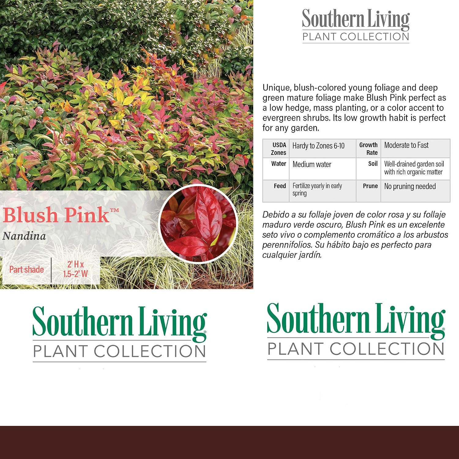 Southern Living 2 Gal. Blush Pink Nandina Shrub