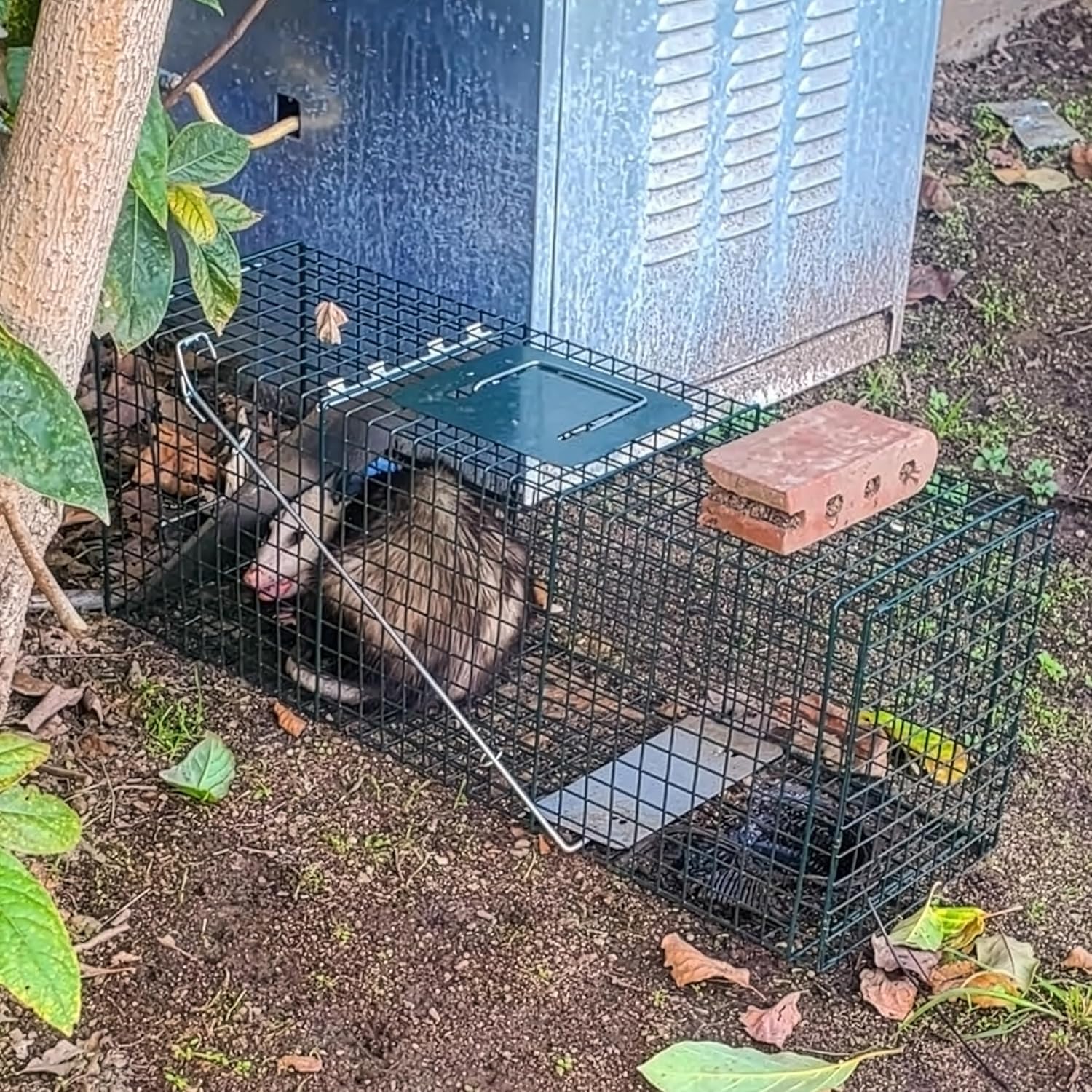 HOMESTEAD Heavy Duty Live Trap - Professional Style One-Door Live Animal Traps for Rabbit, Squirrel, Possum, Skunk, Kitten, Mink Small