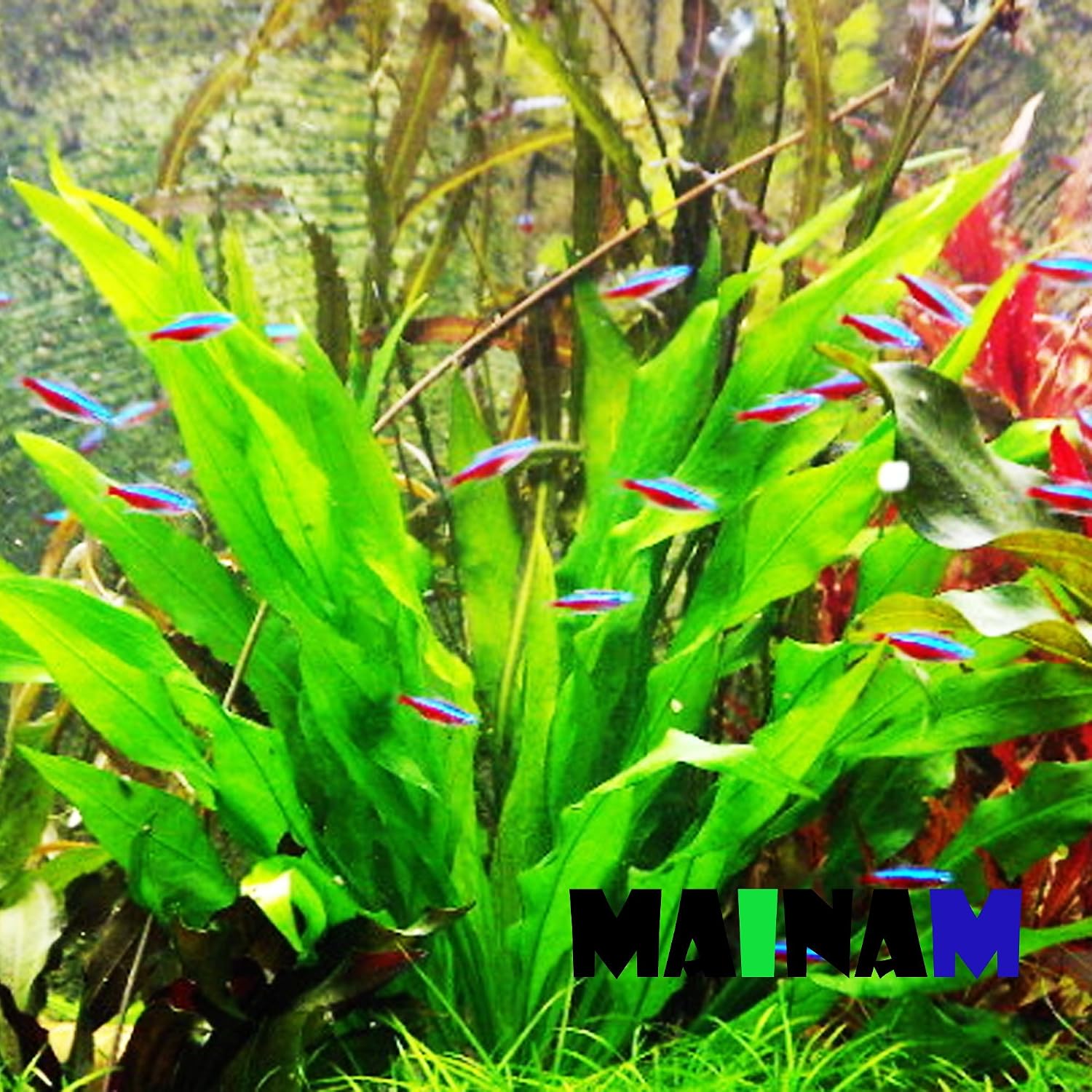 Amazon Sword Plant Echinodorus Bleheri Tall Bunch Live Aquarium Plants Freshwater Planted Tank Decorations by Mainam