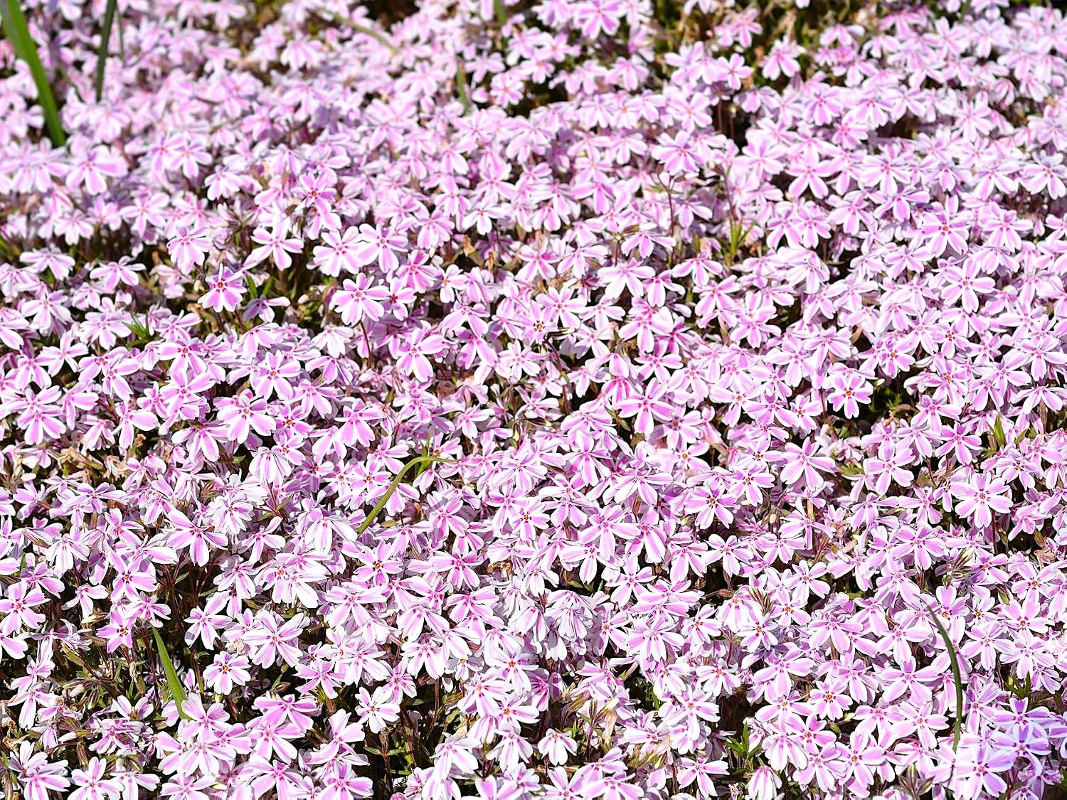 Live Ground-Cover Plants - Pachysandra Terminalis + Japanese Spurge - [Qty: 25 Bare Roots] - (Click for Other Available Plants/Quantities)