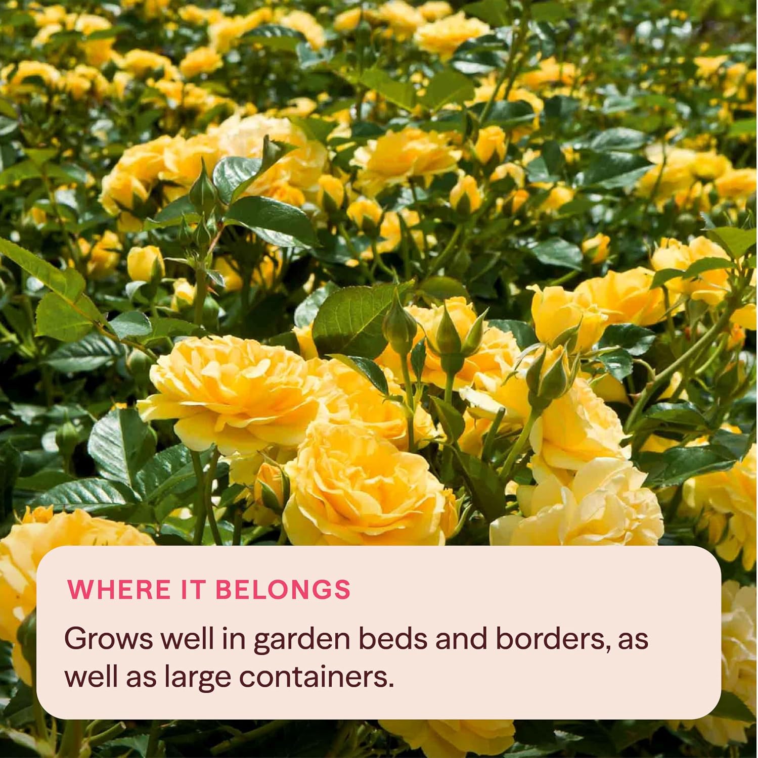 Heirloom Floribunda Roses, Live Own Root Plant, Julia Child™ | Moderately Fragrant, Hardiness Zones: 6-10, Continual Blooming,For Outdoor Gardens, Planters, and Pots