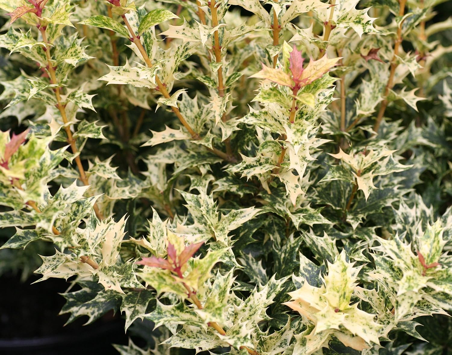 Goshiki Variegated Tea Olive (osmanthus) - Live Plant - Quart Pot