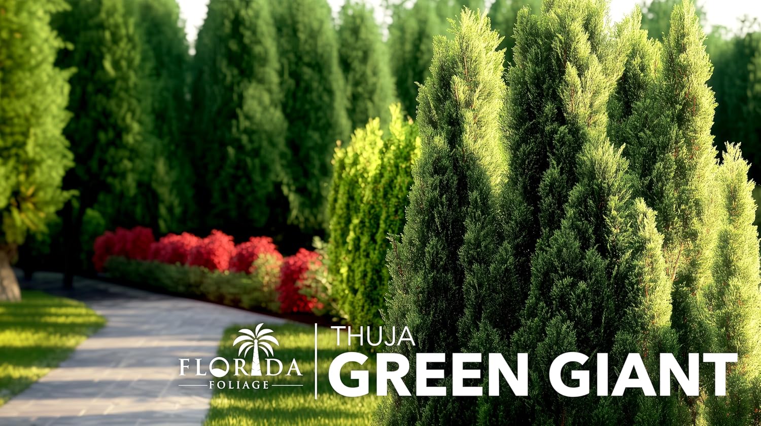 Thuja Green Giant Arborvitae - 20 Live Trees 2" Pot Size - Evergreen Privacy Plants