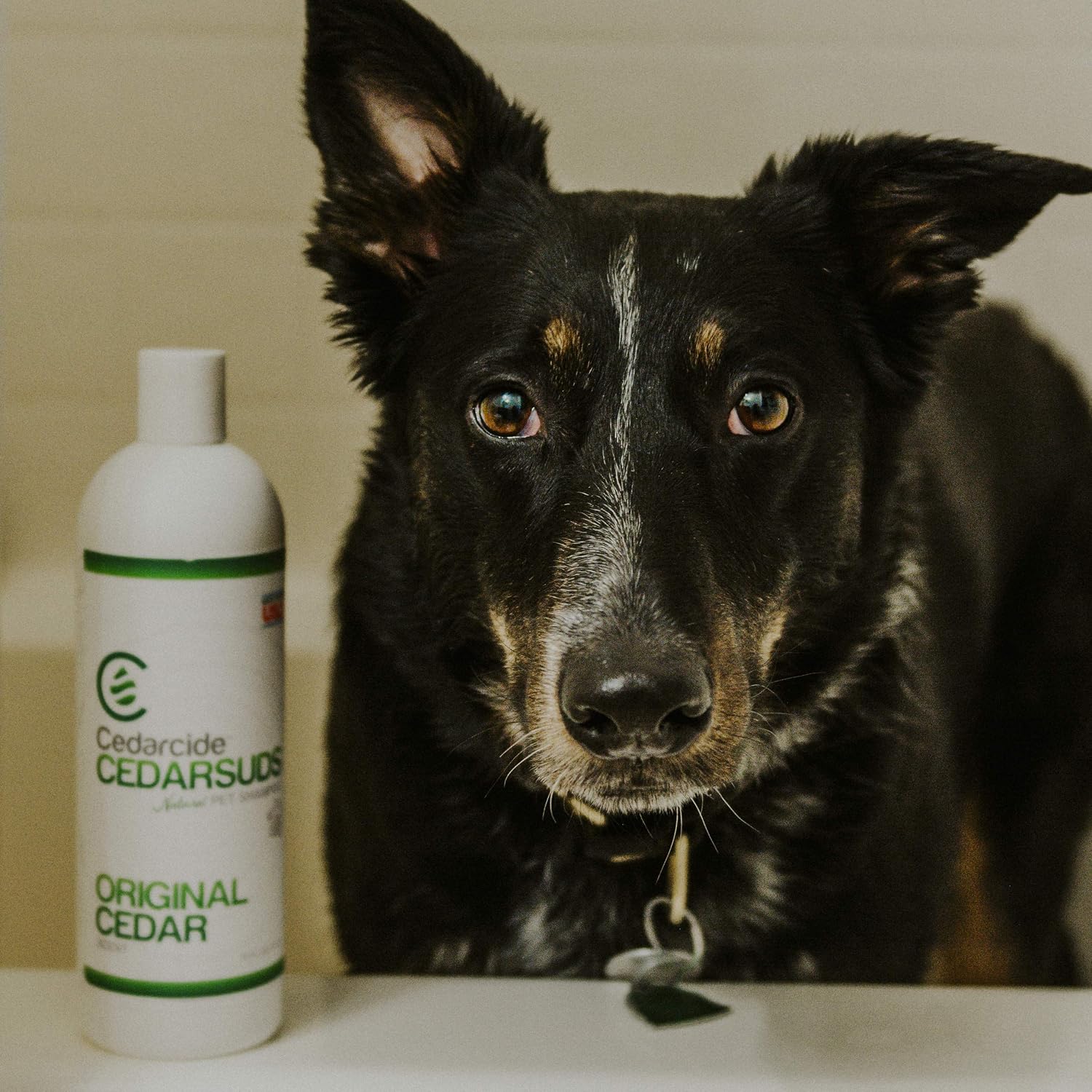 Cedar Suds Pet Shampoo Original Cedar Scent (Pint (16oz))