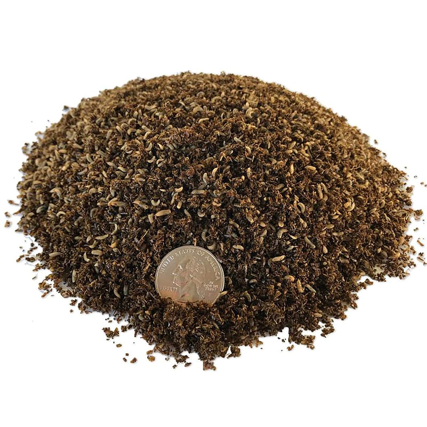 Compost-Grade Black Soldier Fly Larvae (5,000 Count)