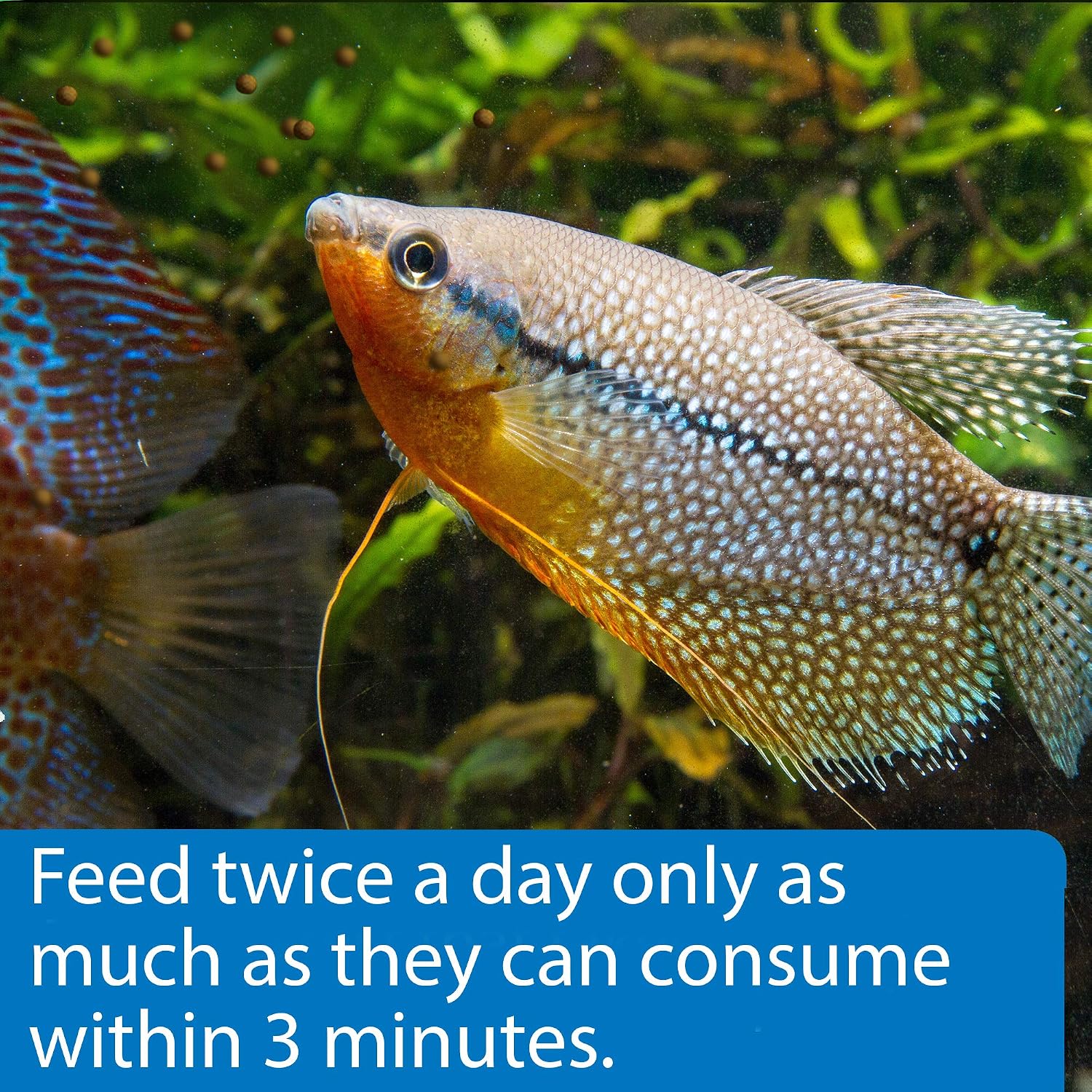 API BOTTOM FEEDER PELLETS WITH SQUID Fish Food 1.3-Ounce Container