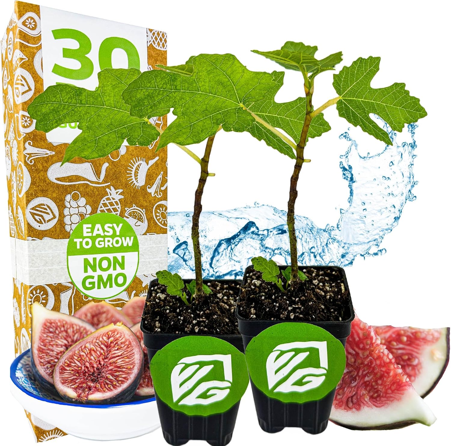 Beer's Black Fig Tree (Dwarf Habit) Live Plant - Ficus carica 'Beer's Black' - Wellspring Gardens - Cold-Hardy Fig, Dwarf Fig Tree, Compact Fig Plant - Fruit Bearing Starter Tree
