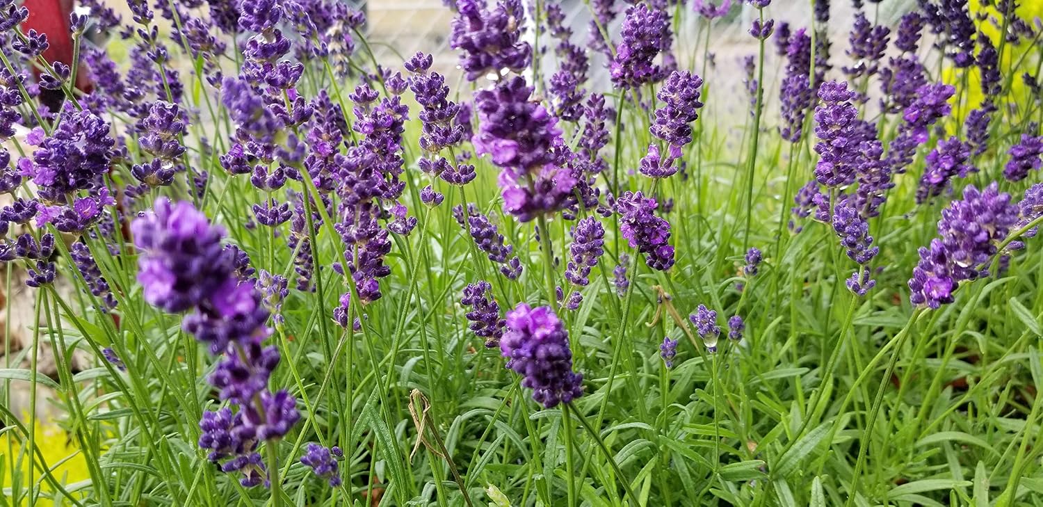 L+ Hidcote Blue Lavender — 4 Live Plants in 4" Pots — Deep Purple-Blue Flowers — Fragrant, Bee-Friendly, Drought & Deer Resistant Perennial — Zones 5–9, Cut Flower & Sachet