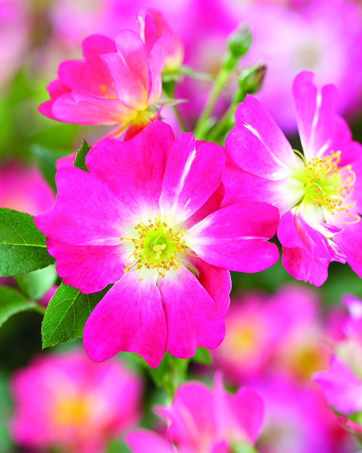 Perfect Plants Pink Drift Rose 1 Gallon, Live Plant Includes Planting Guide