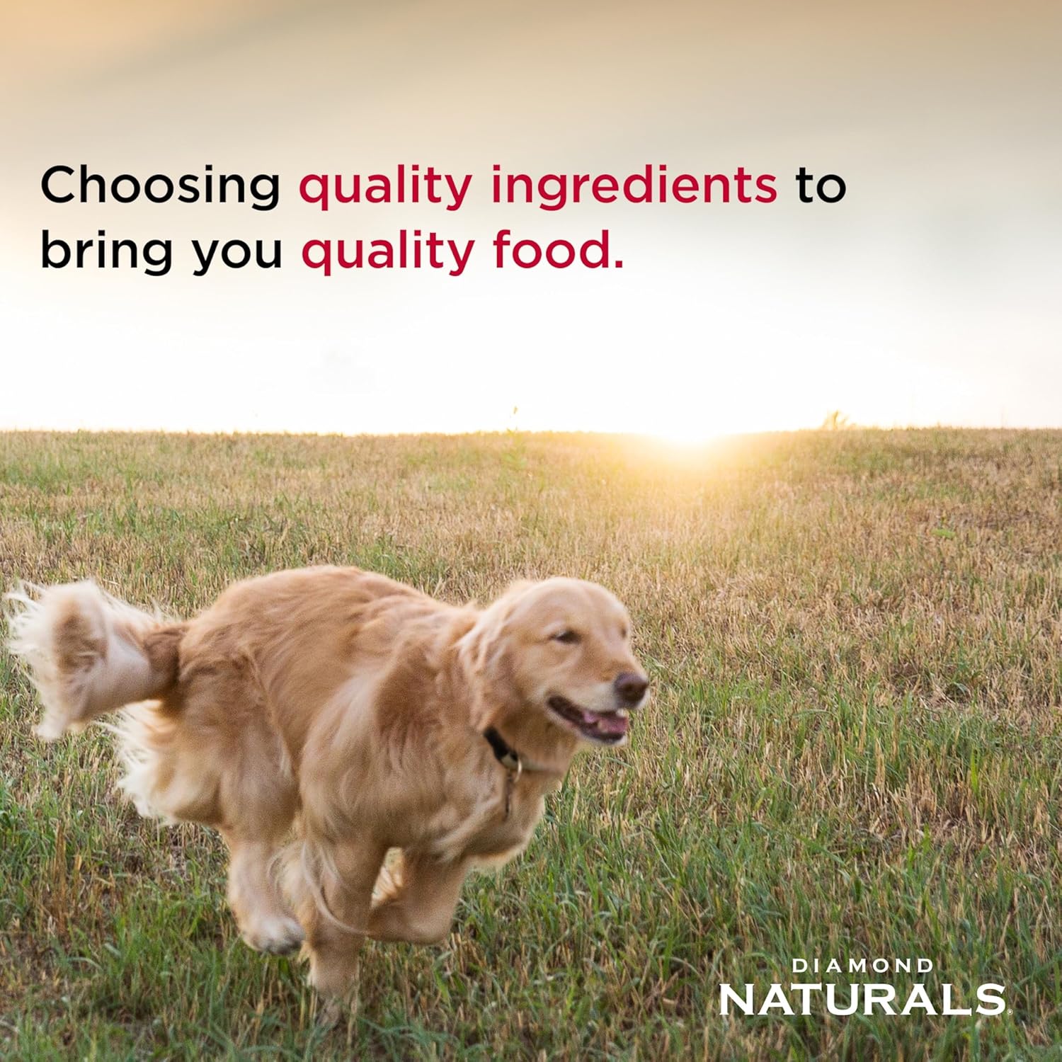 Diamond Naturals Adult Dry Dog Food, Lamb Meal & Rice, 40lb | Pasture Raised Lamb Protein | Omega Fatty Acids for Skin & Coat Health | Guaranteed Probiotics for Digestive Support