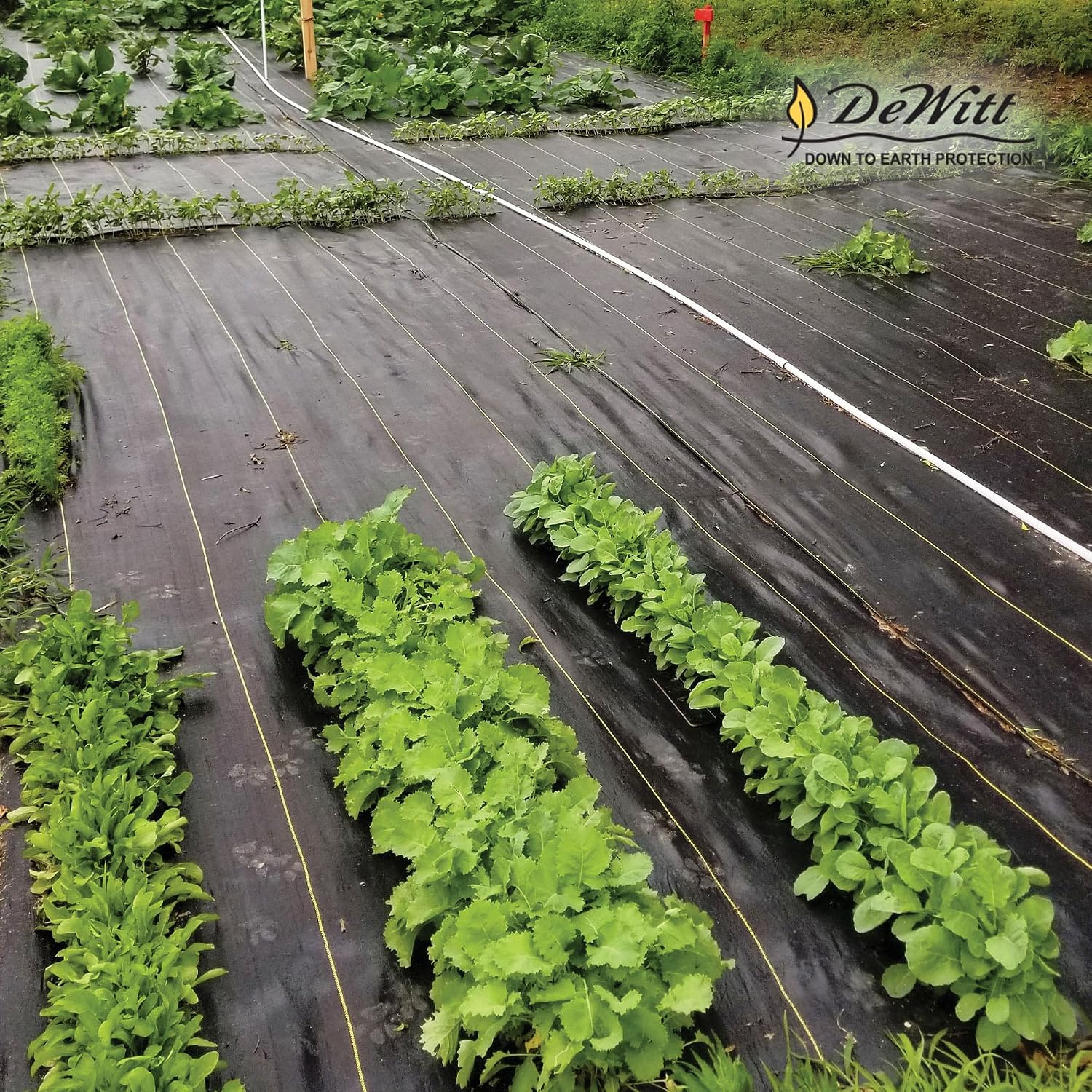 Dewitt Sunbelt Weed Barrier Fabric, 3.2 oz, 3 x 300 Feet – Heavy-Duty Ground Cover Mat for Greenhouse Floors, Garden Rows, Raised Beds, Grass and Yard Gardening, and Outdoor Landscape Protection | Ground Cover Mat for Greenhouse Floors, Garden Rows, Rais…