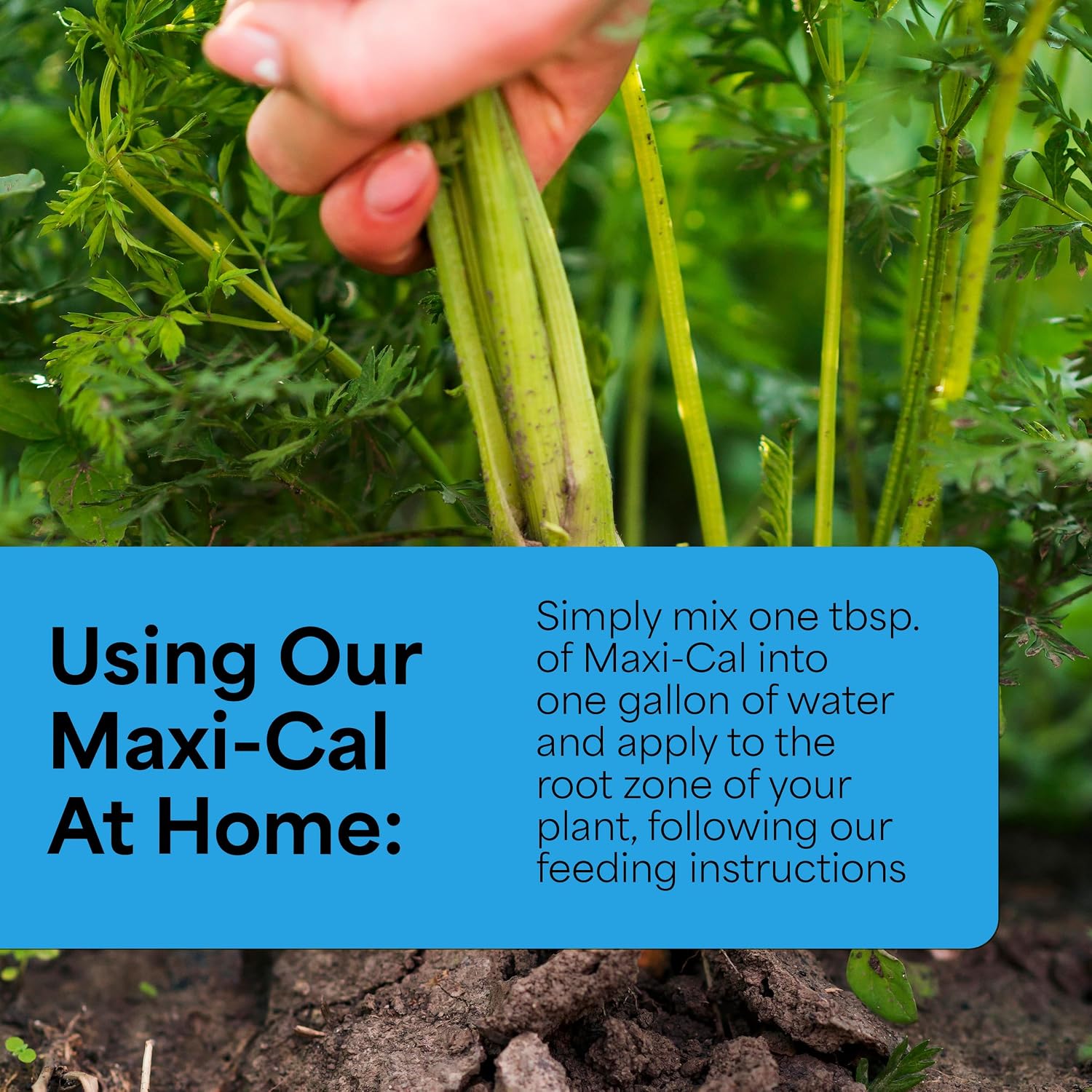 Grow More Maxi-Cal (10-0-0) - 16oz of USA-Made Calcium Nitrate Fertilizer - Provides Nitrogen & Liquid Calcium for Plants, Fruits