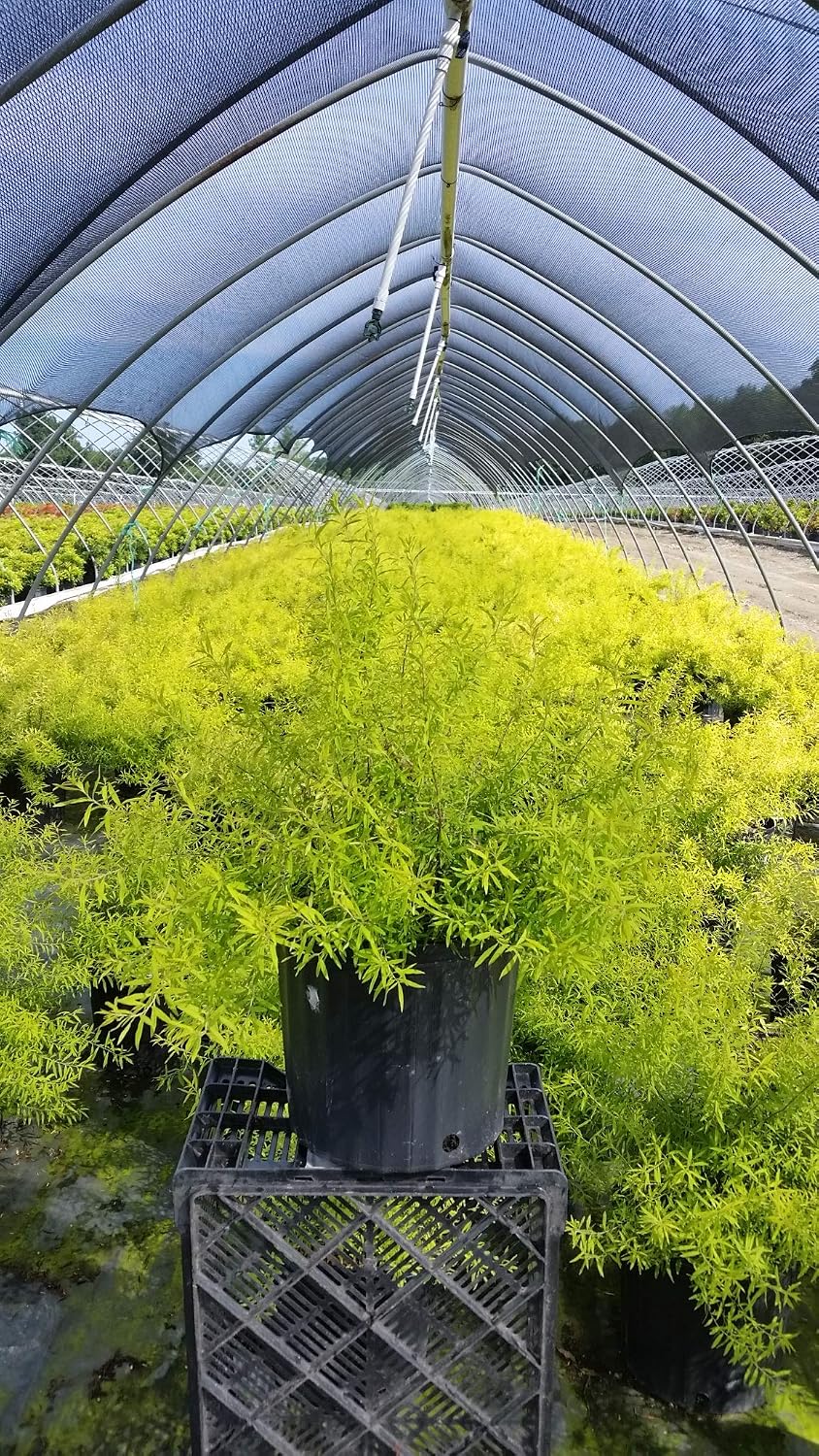 Proven Winners - Spiraea jap. Double Play Gold (Spirea) Shrub, , #3 - Size Container