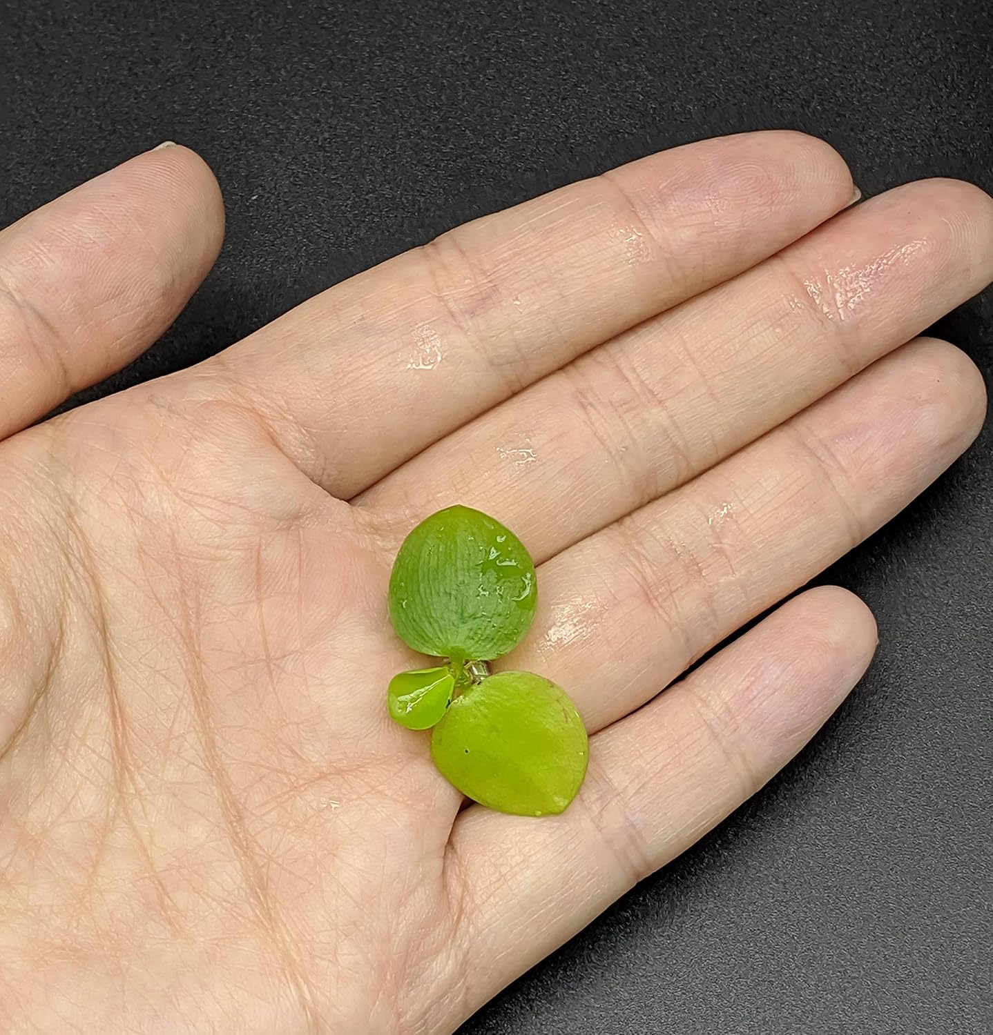 6 Mini Amazon Frogbit + 6 Water Spangles Combo, Betta Fish Aquarium Floating Plants for beginners