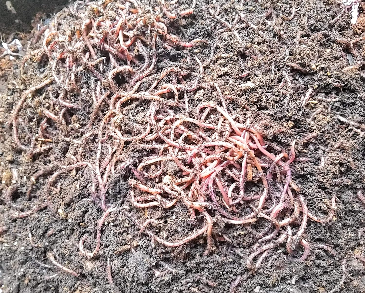 Red Wigglers - 1 lb (1000 Count) Composting Worms for Gardeners, Farmers, Composters