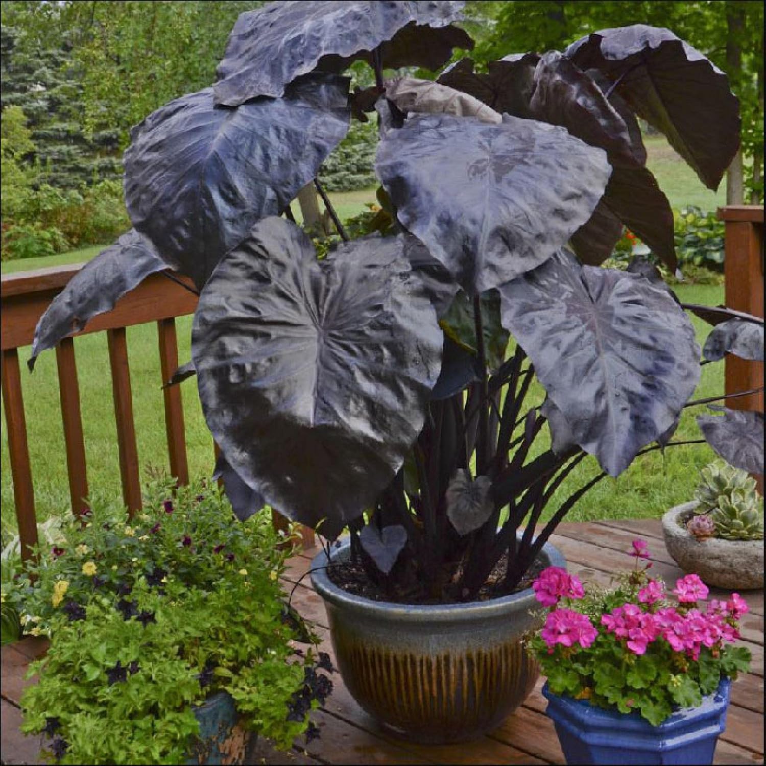 ‘Black Magic’ Taro, a Great Live Pond Plant for Your Water Garden. Filters The koi and Goldfish Pond. Good for Bogs