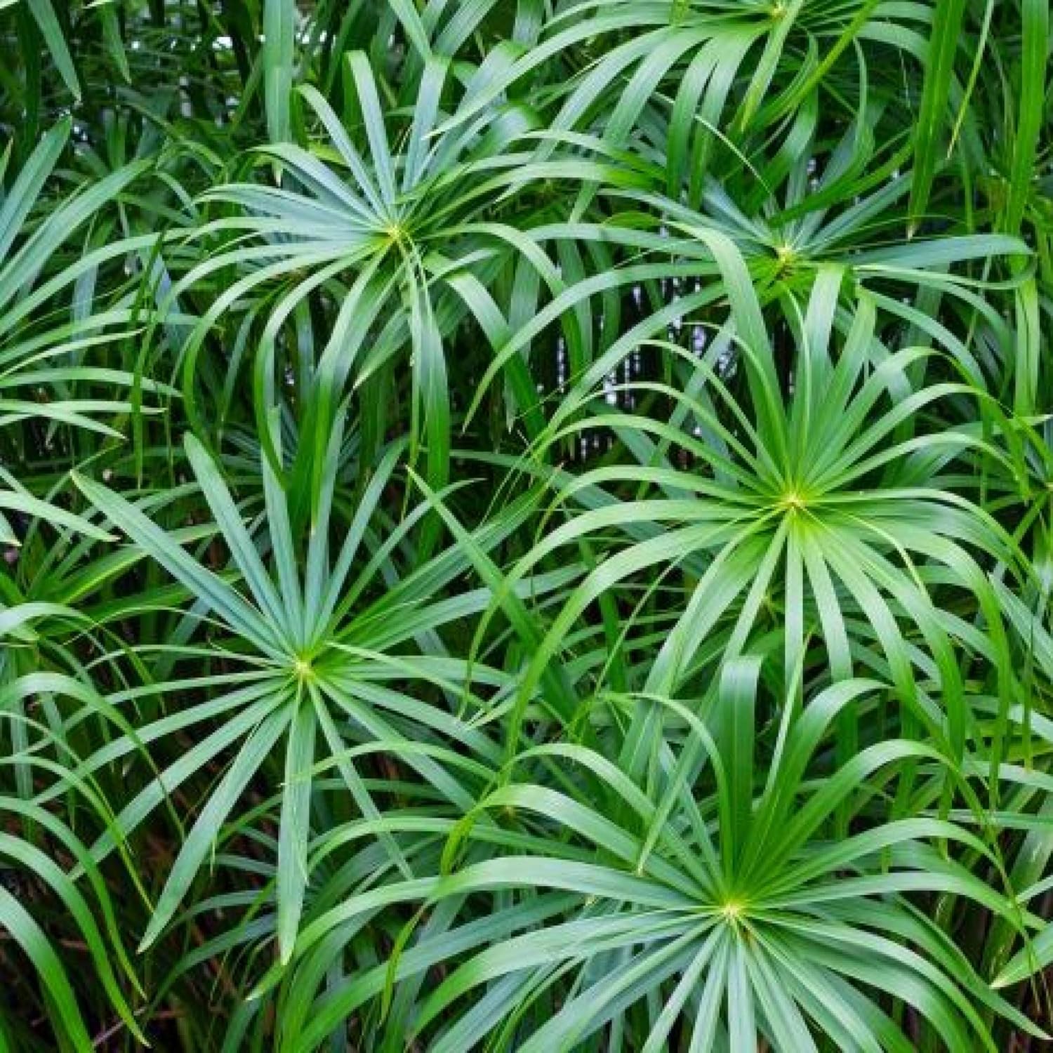 ‘Black Magic’ Taro, a Great Live Pond Plant for Your Water Garden. Filters The koi and Goldfish Pond. Good for Bogs