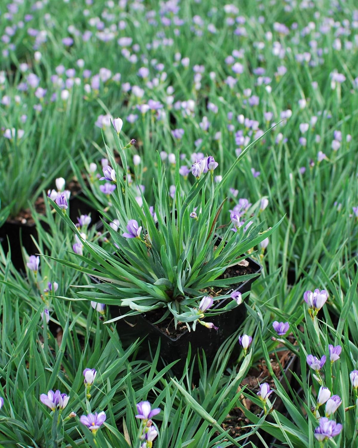 Perennial Farm Marketplace Sisyrinchium angustifolium ‘Lucerne’ (Blue-Eyed Grass) Native Live Perennial, Size-Quart, Blue Spring to Summer Flowers