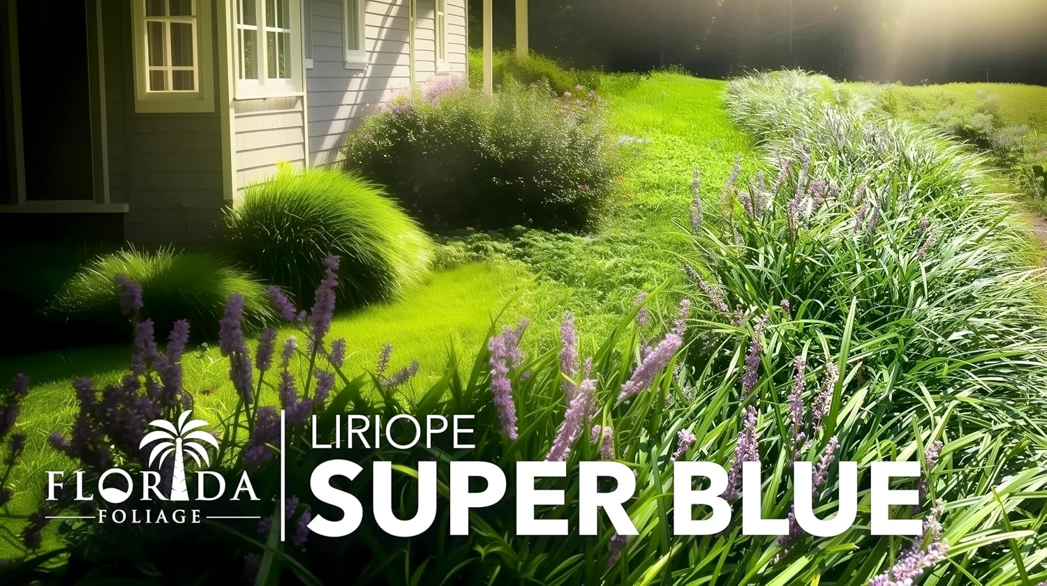 Liriope Super Blue | 10 Live Plants | Liriope muscari 'Super Blue' | Ornamental Ground Cover Plants | Shade-Tolerant Landscaping Perennial