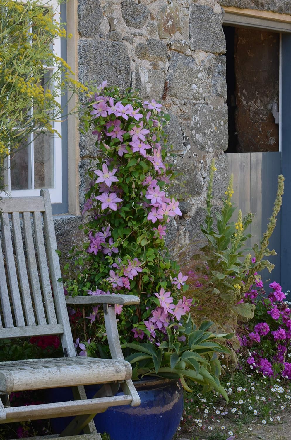 Raymond Evison Clematis - Clematis Giselle (Clematis) Perennial, pink flowers, 8`` - Size Container
