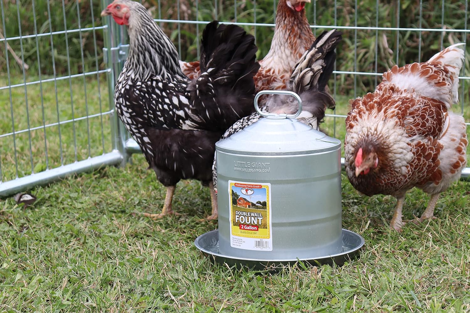 Little Giant® Double Wall Metal Poultry Fount | Poultry Waterer | Heavy Duty Galvanized Steel Waterer | Made in USA (Silver, 3 Gallon)
