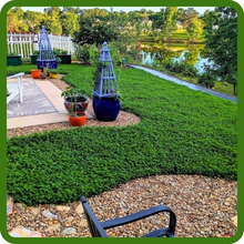 Miniclover Dwarf Clover Seed