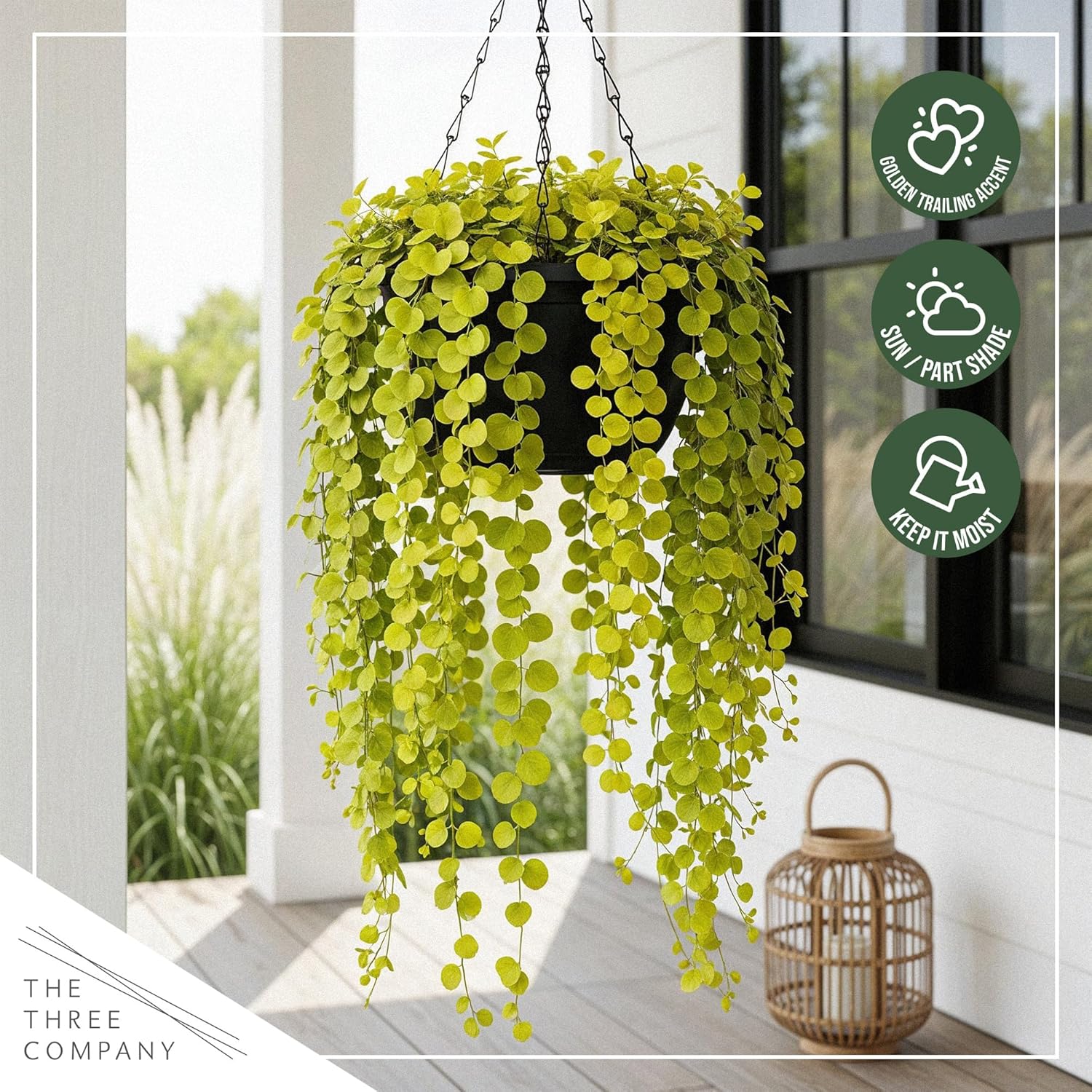 Creeping Jenny (Lysimachia nummularia) (2 Pack) - Live Trailing Ground Cover Perennial, 6" Tall by 4" Wide in 1 Pt Pot