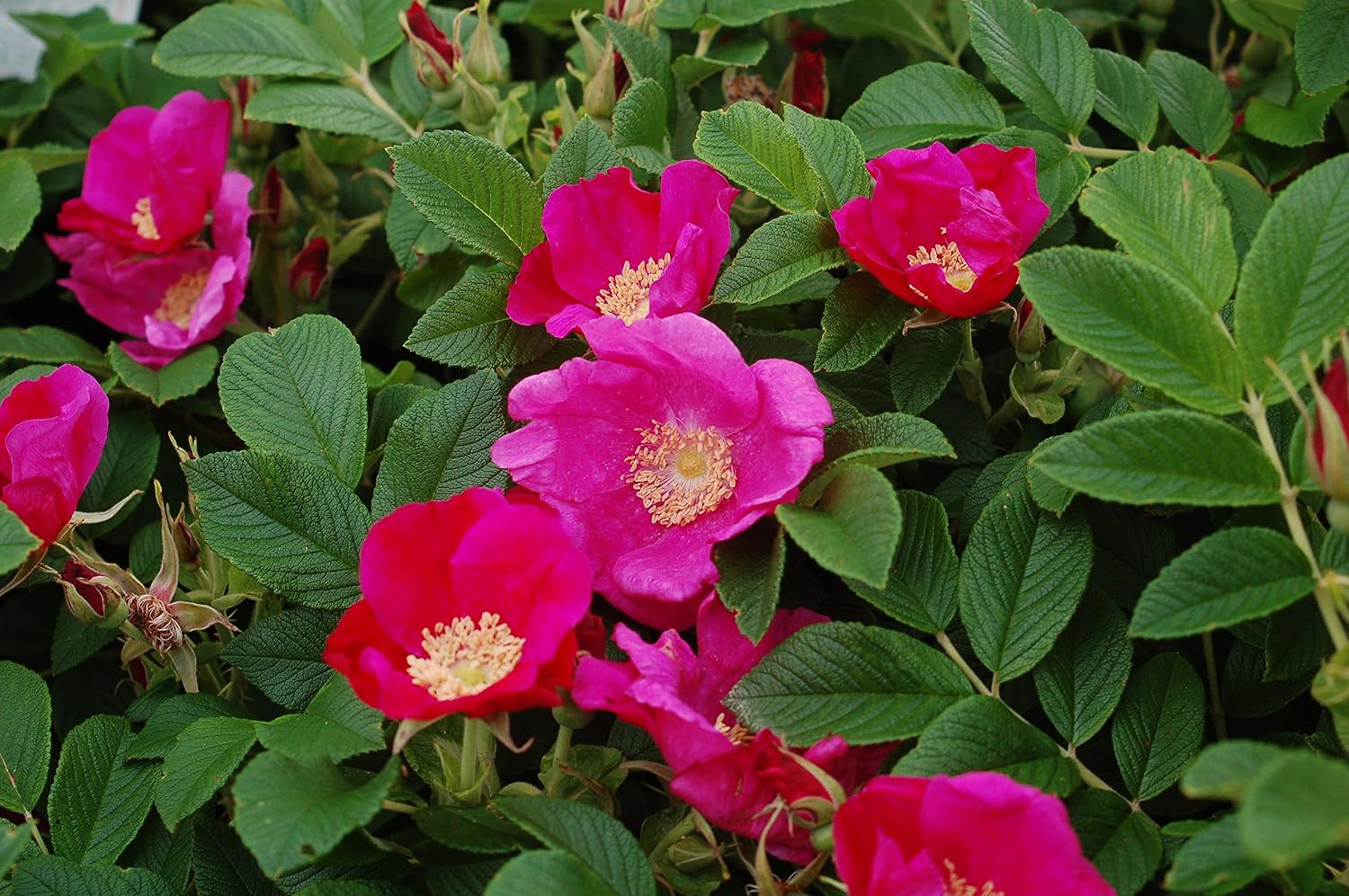 Rosa X Purple Pavement (Rose) Rose, purple flowers, #3 - Size Container