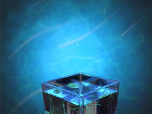 project lamp
