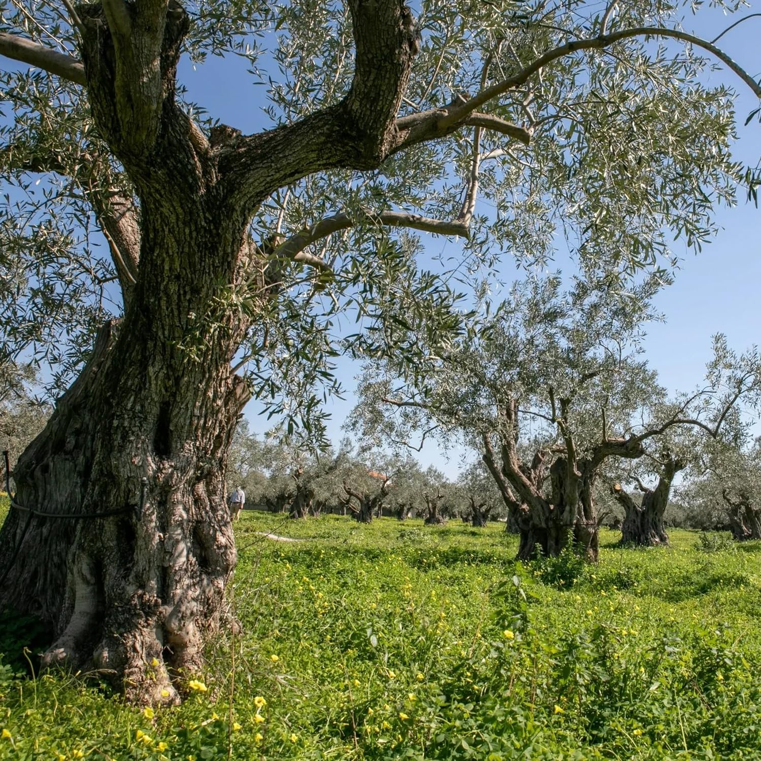 VILLAGE BATCH - AWARD WINNERS - KORONEIKI OLIVE OIL Greek Olive Oil ORGANIC COLD PRESSED OLIVE OIL Extra Virgin Olive Oil High In Polyphenols