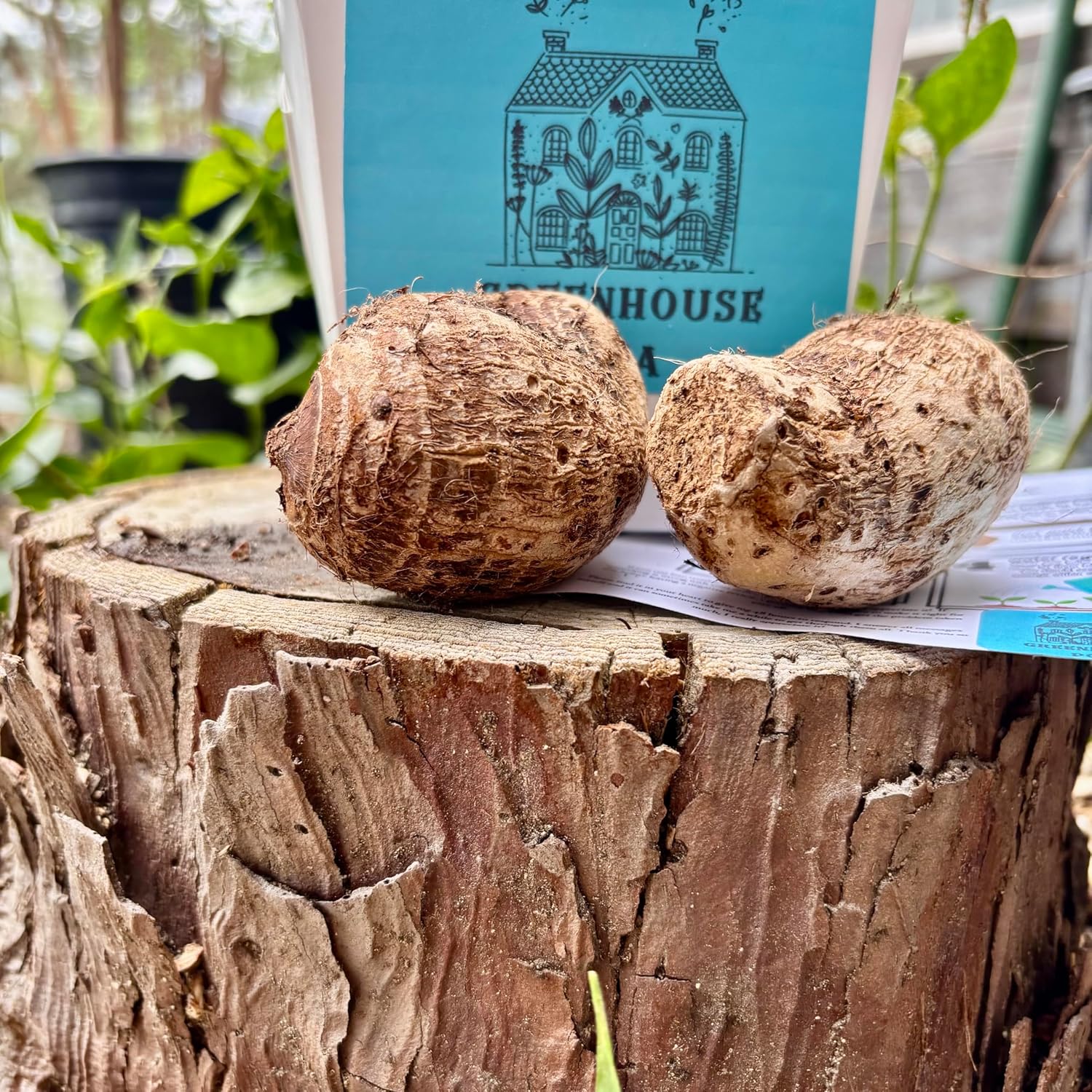 Live Bulbs Colocasia Elephant Ear Huge Leaf Esculenta Elephant Ear Taro Gabi Kalo Eddo Bulbs Ready to Grow Tropical Garden Plant (5 Bulps) by